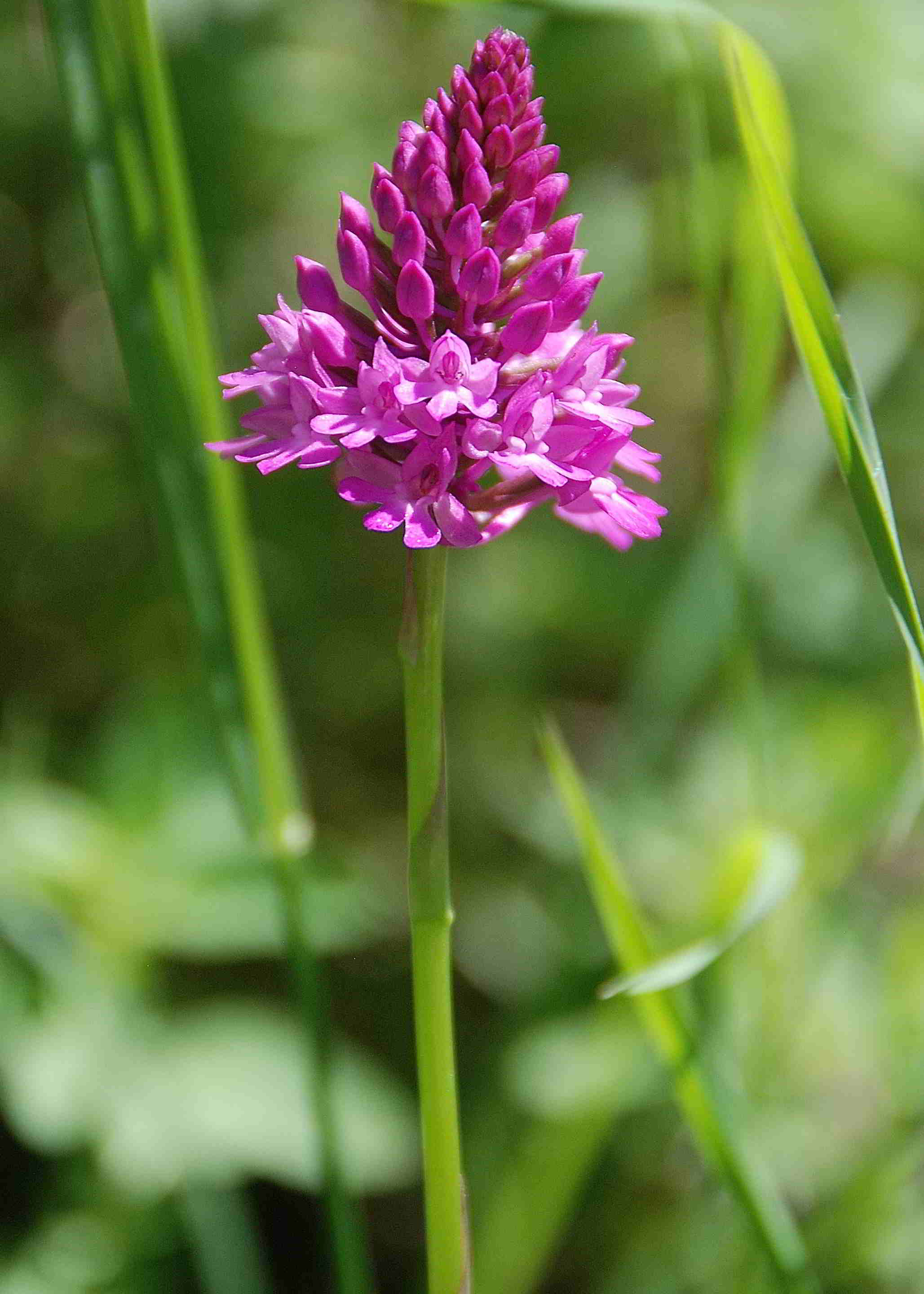 Sonnleitstein-Orchideenwanderung-20062017-(19).JPG