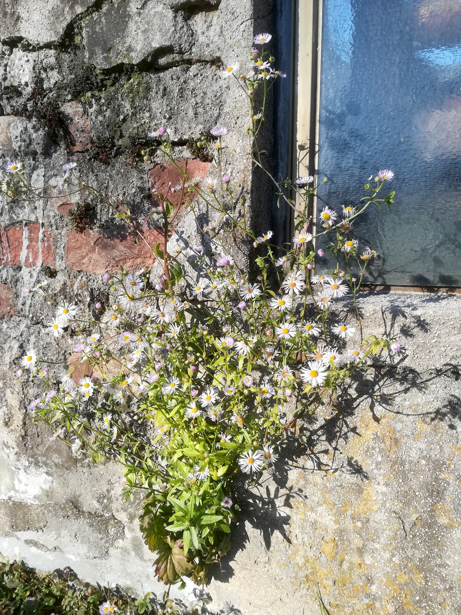 erigeron annuus evangel friedhof matzleinsdorfer platz_20200102_122834.jpg