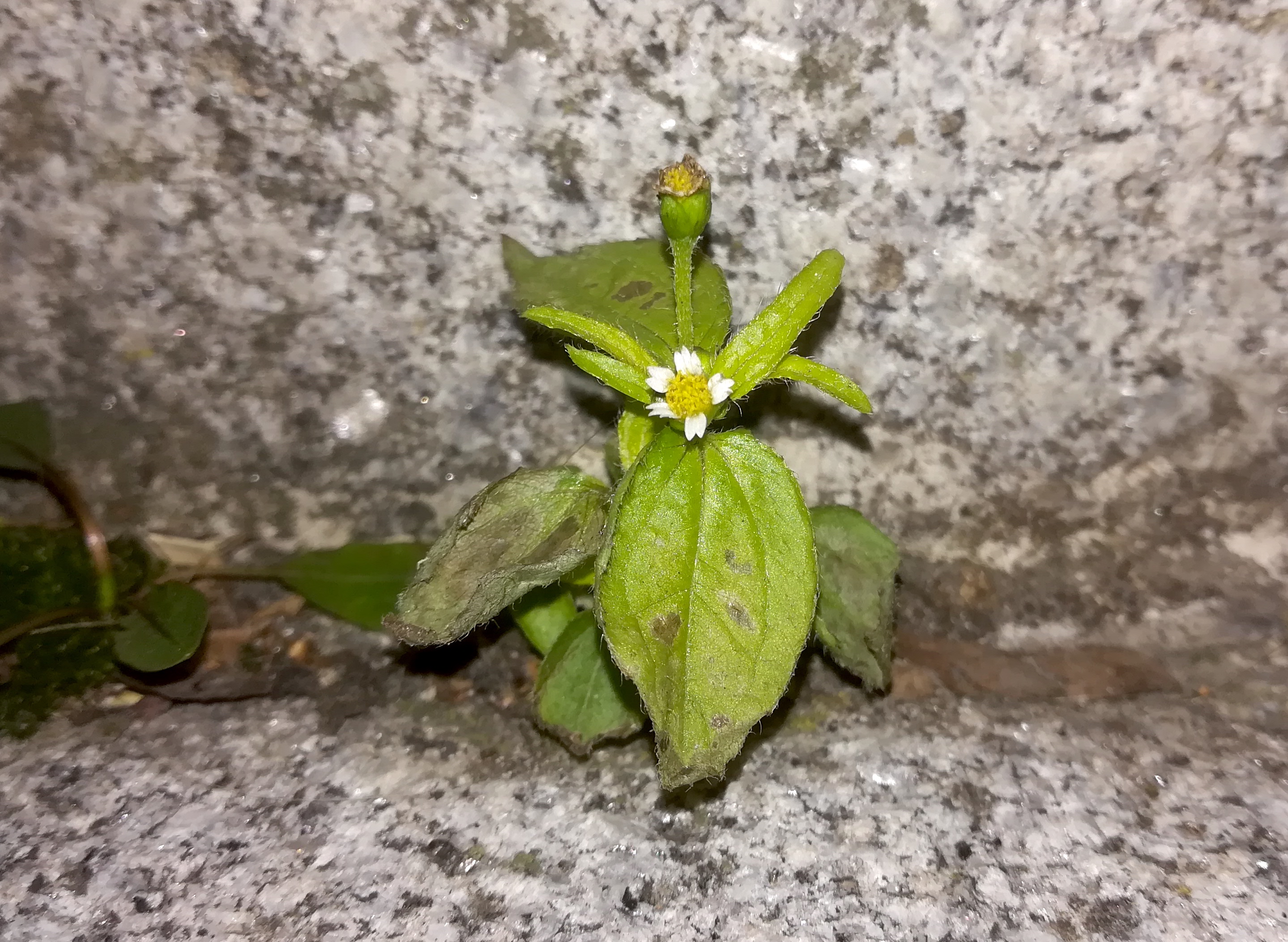 galinsoga ciliata schwarzenbergplatz_20200101_162200.jpg