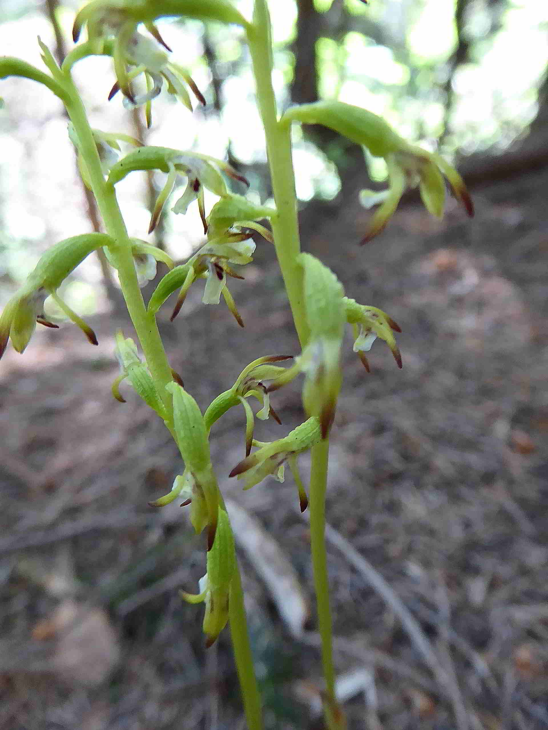 Sonnleitstein-Orchideenwanderung-20062017-(79).JPG