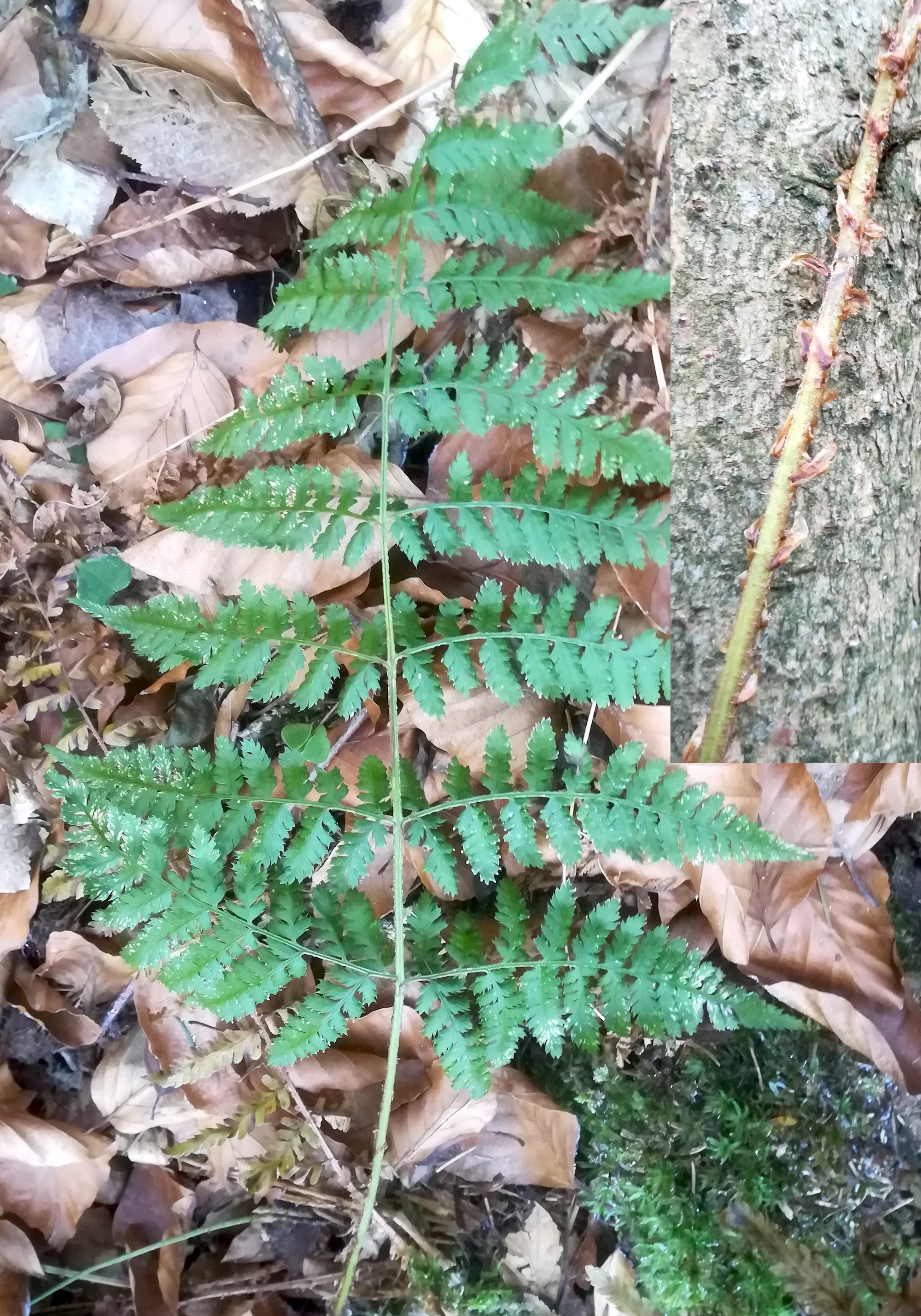 dryopteris dilatata großer steinbach untertulnnerbach_20200103_113154.jpg