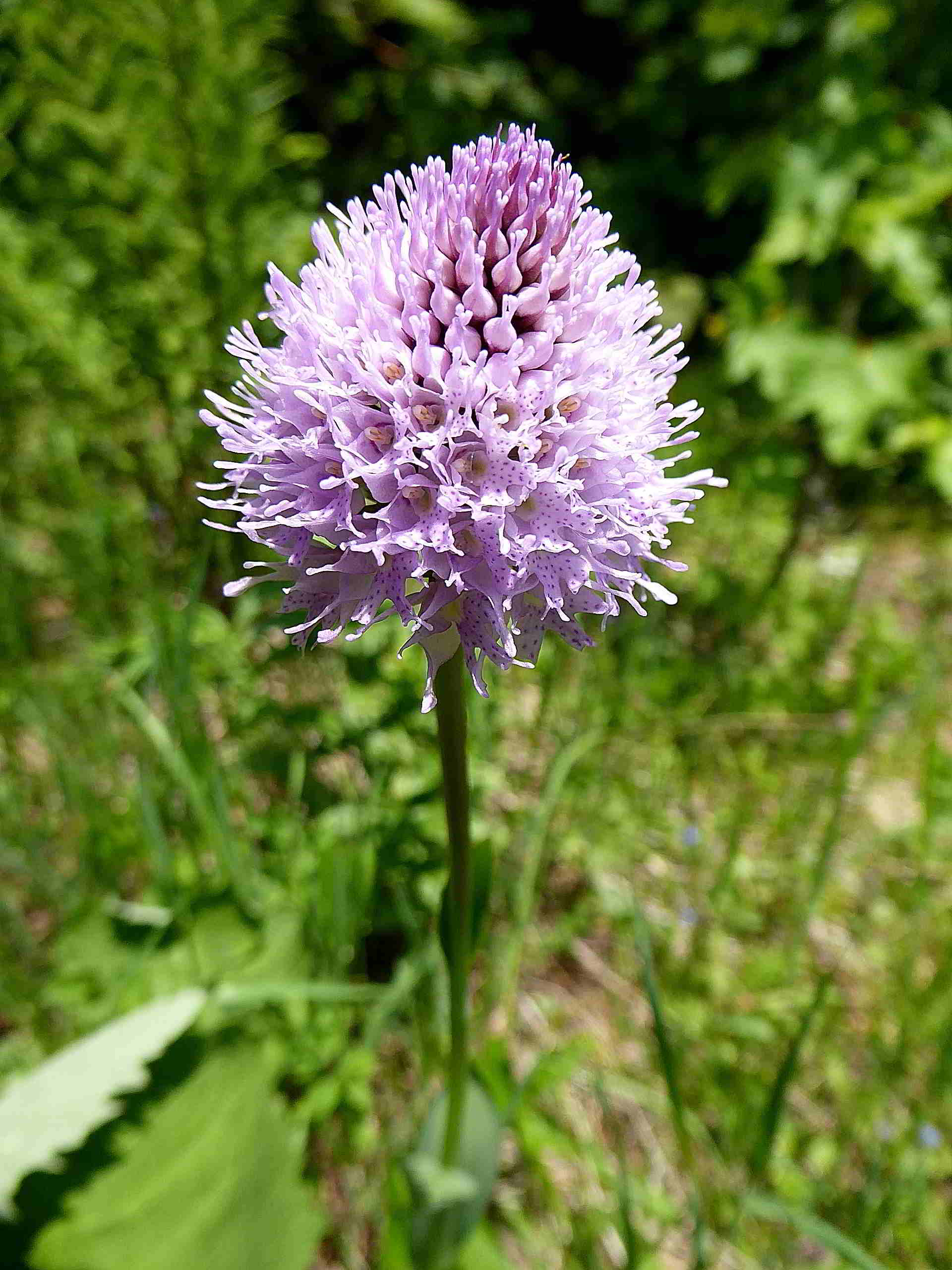 Sonnleitstein-Orchideenwanderung-20062017-(107).JPG