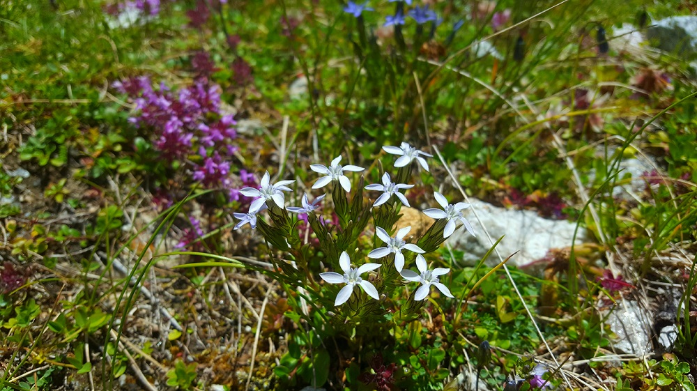 G.nivalis alba.jpg