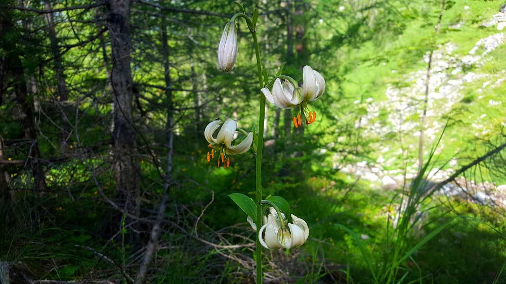 Lilium martagon alba 1.1.jpg