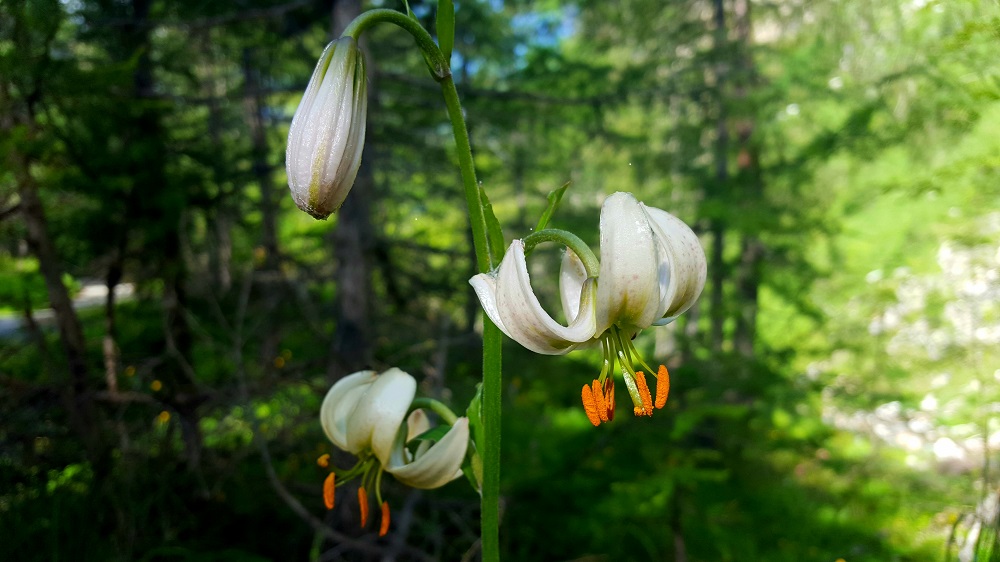 Lilium martagon alba 1.2.jpg