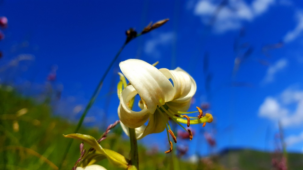 Lilium martagon alba 2.jpg
