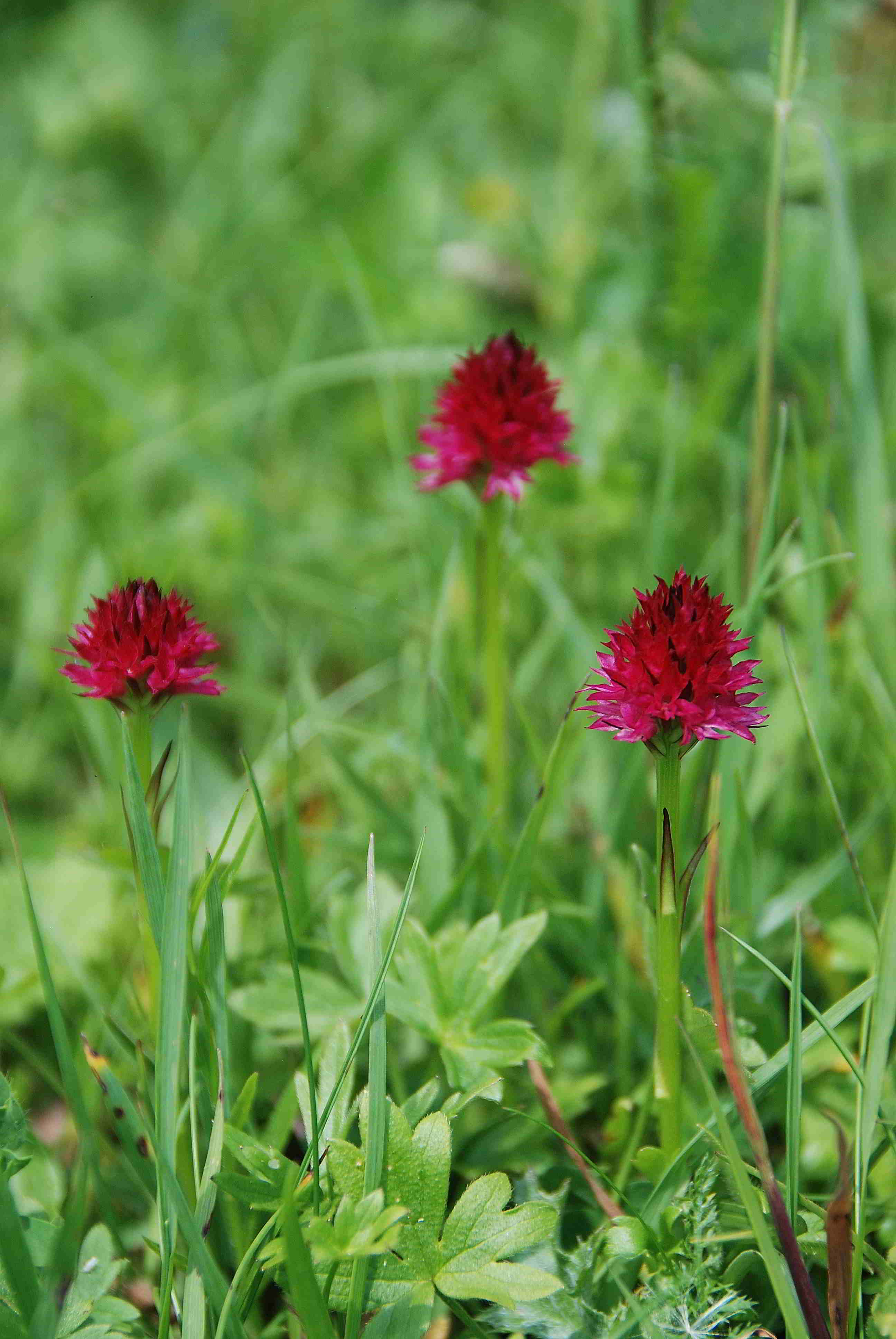 Sonnleitstein-Orchideenwanderung-20062017-(170).JPG