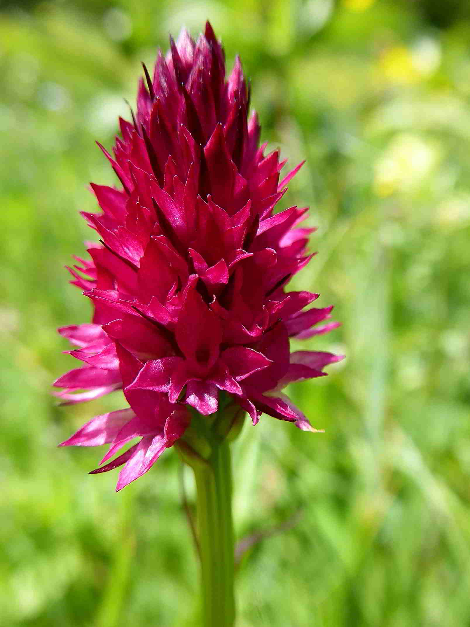 Sonnleitstein-Orchideenwanderung-20062017-(171).JPG