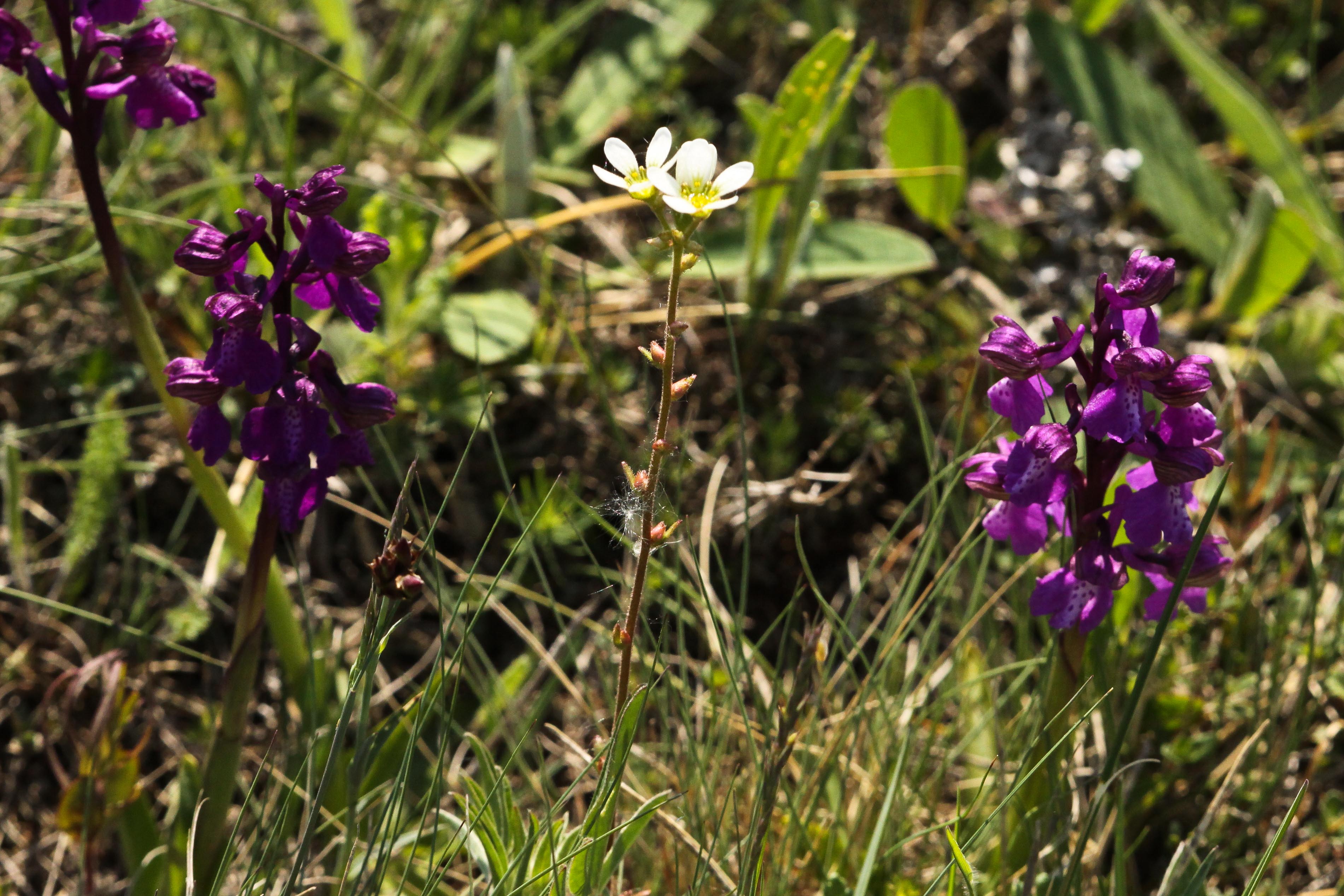 Saxifraga_bulbifera7_Jungerberg_2010_04_30.jpg