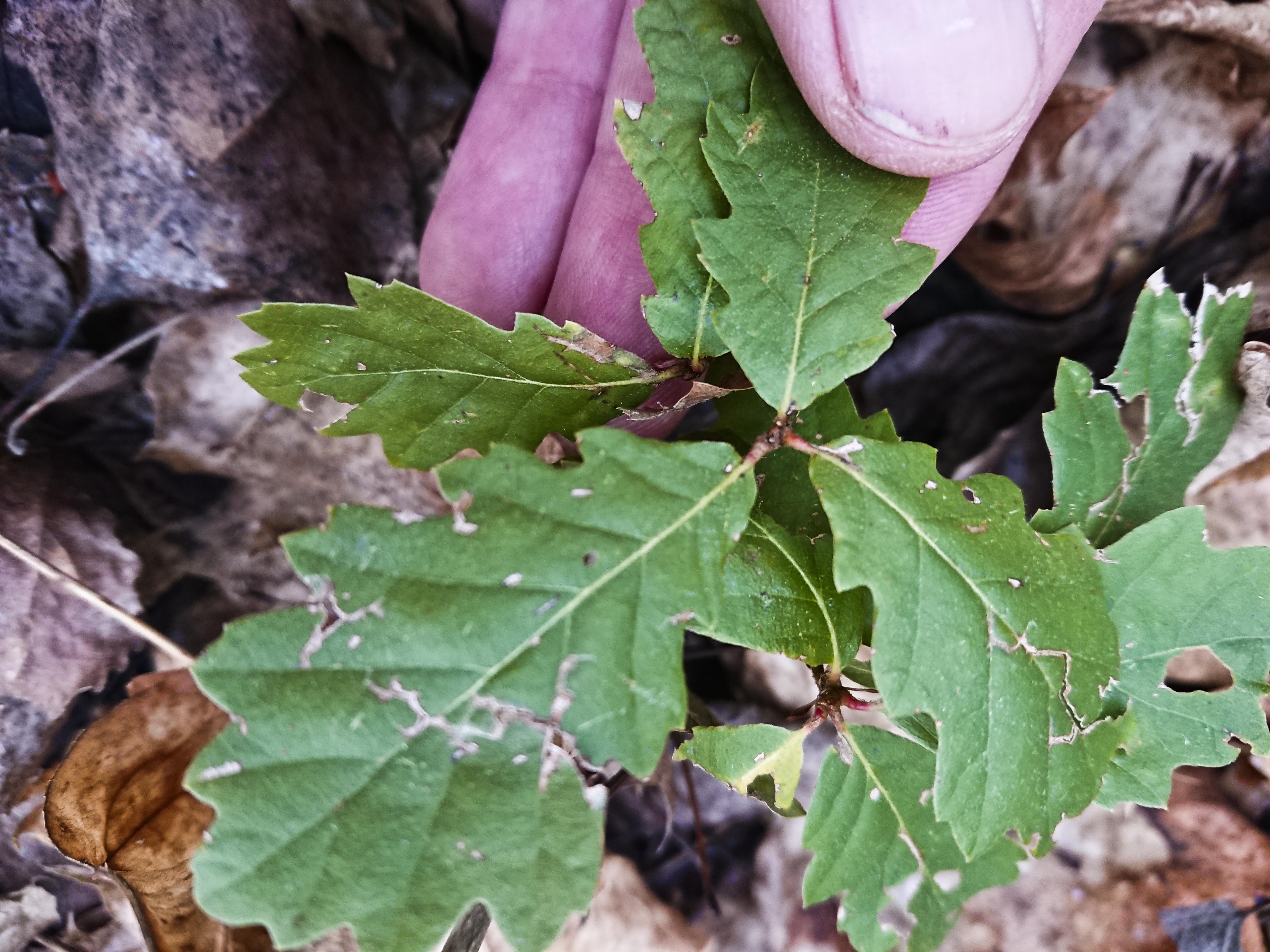 DSC_7933 Quercus_bearbeitet.jpg