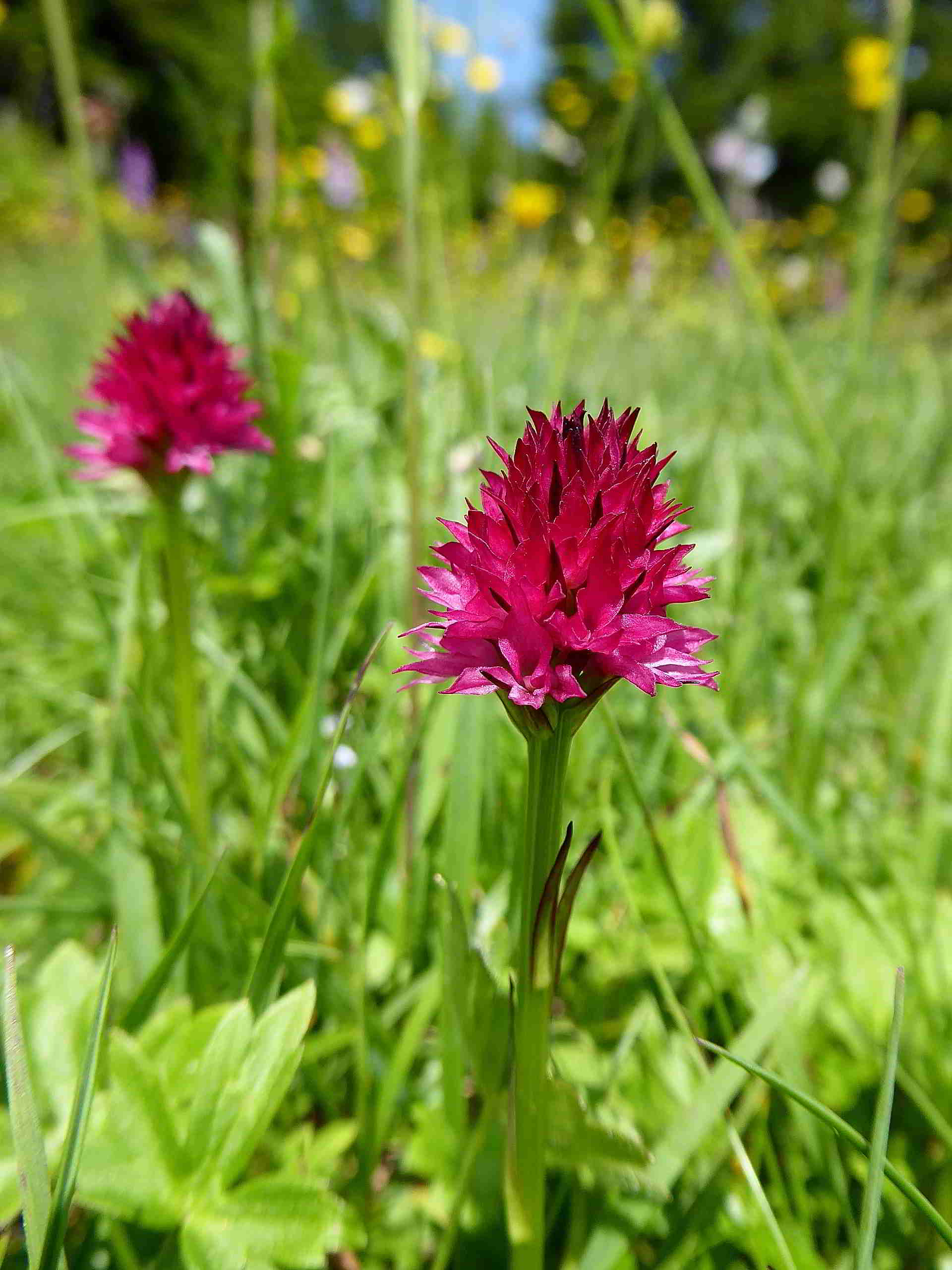 Sonnleitstein-Orchideenwanderung-20062017-(174).JPG