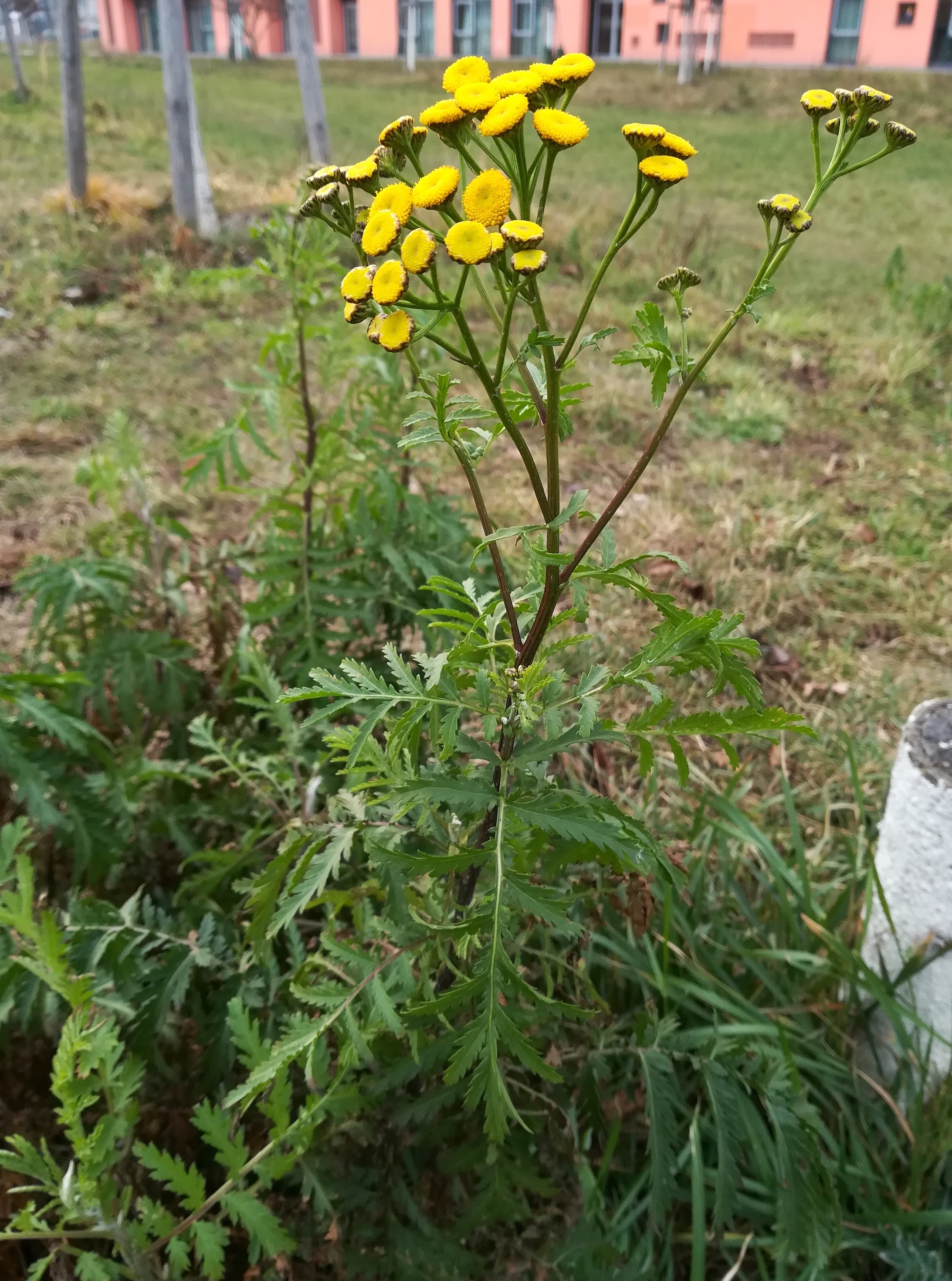 tanacetum vulgare helmut-zilk-park_20200109_143036.jpg