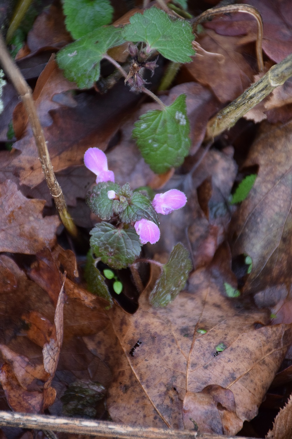 Gstrasse -26122019-(5) - Waldstück zur Lichtungswiese - Lamium purpureum - Klein-Taubnessel.JPG