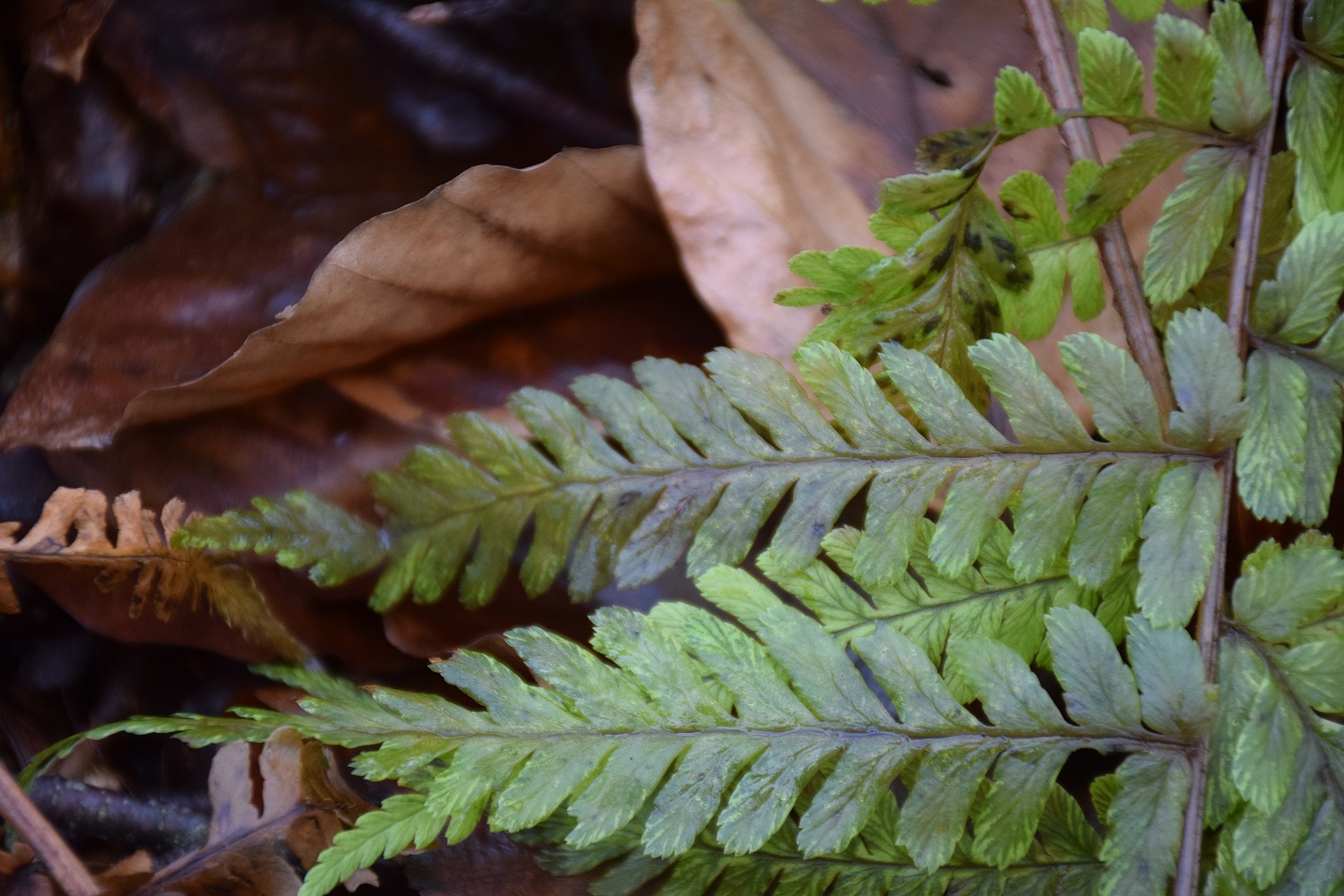 Grafenberg-27122019-(25) - Weg B - Farn unbestimmt.JPG