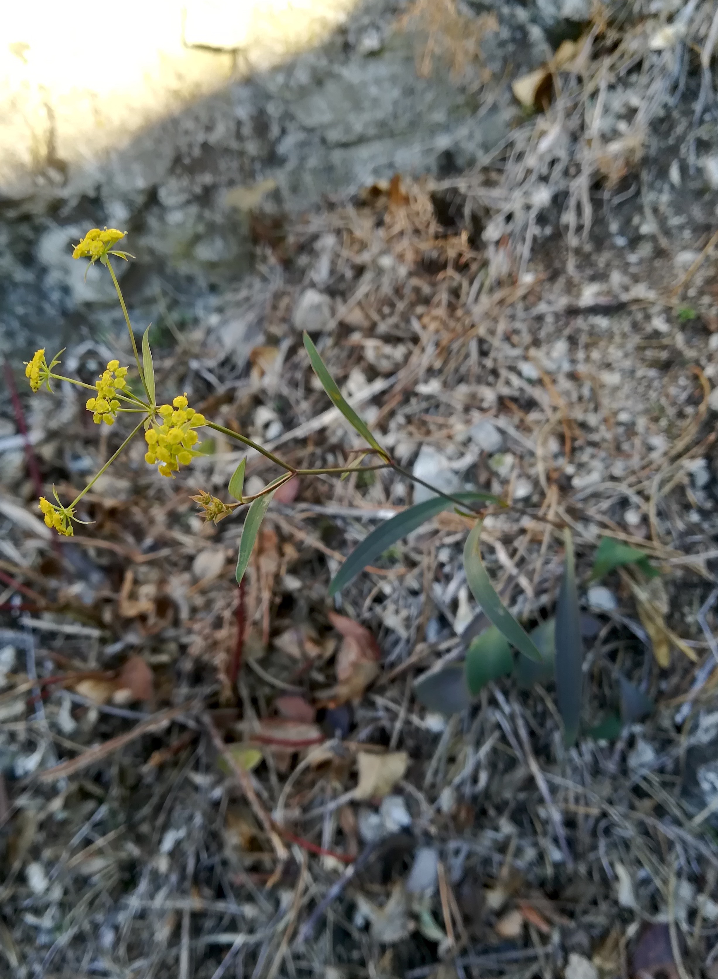 bupleurum falcatum kalenderberg_20200112_121117.jpg