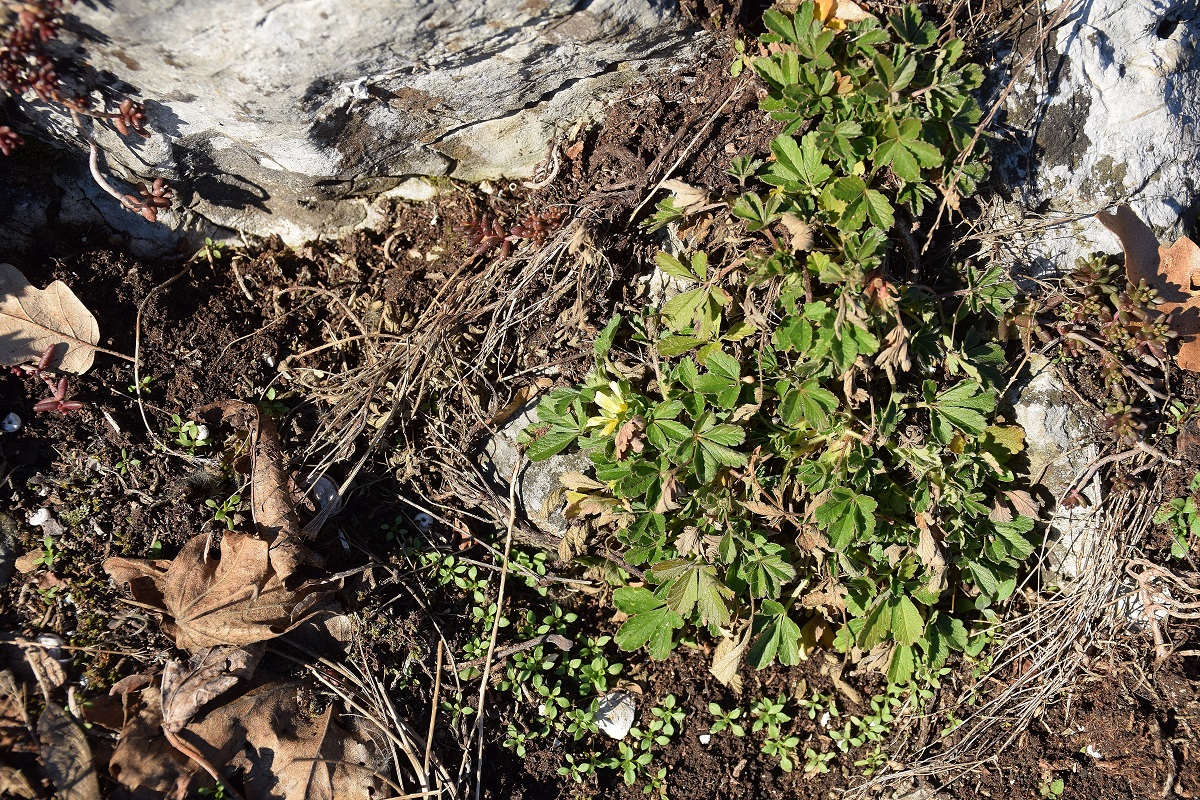 Alland-12012020-(25) - unbestimmt Potentilla.JPG