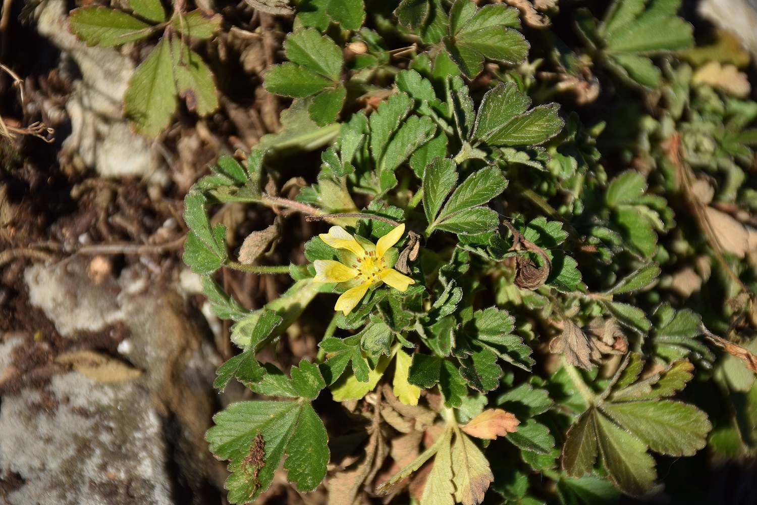 Alland-12012020-(27) - unbestimmt Potentilla.JPG