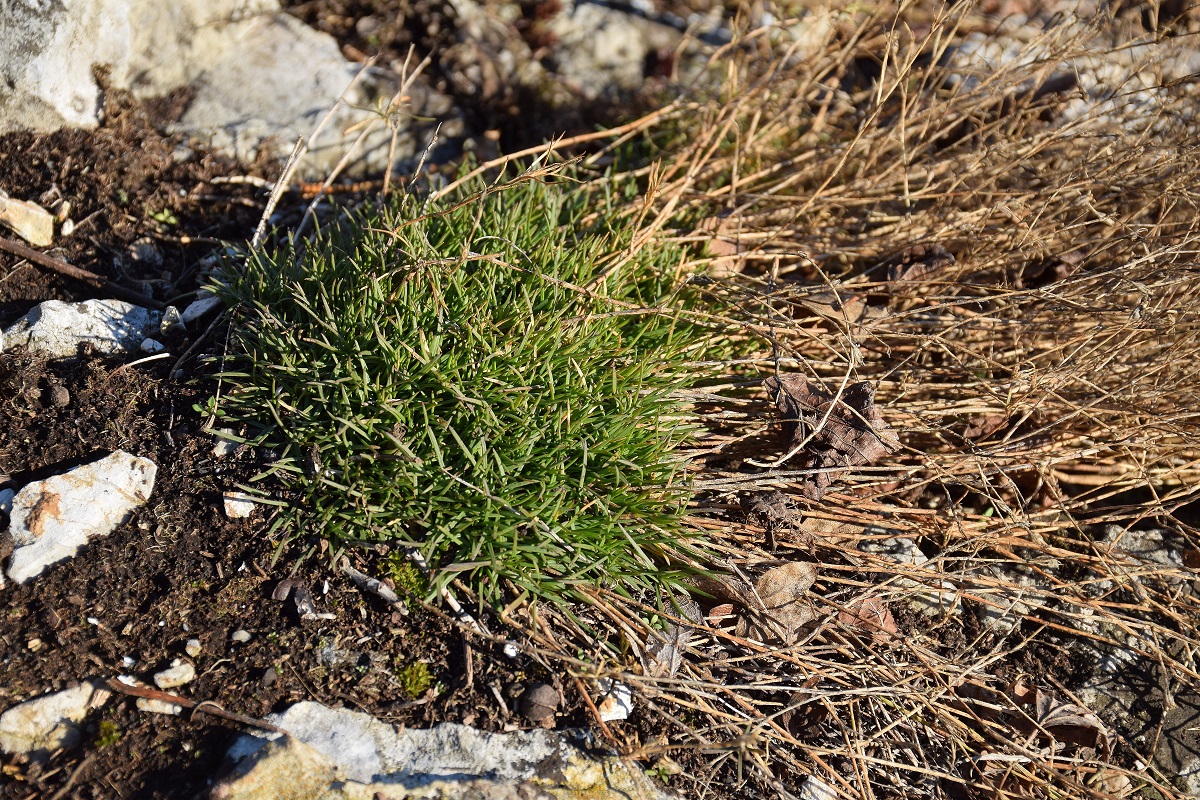 Alland-12012020-(30) - cf Petrorhagia saxifraga - Felsennelke.JPG