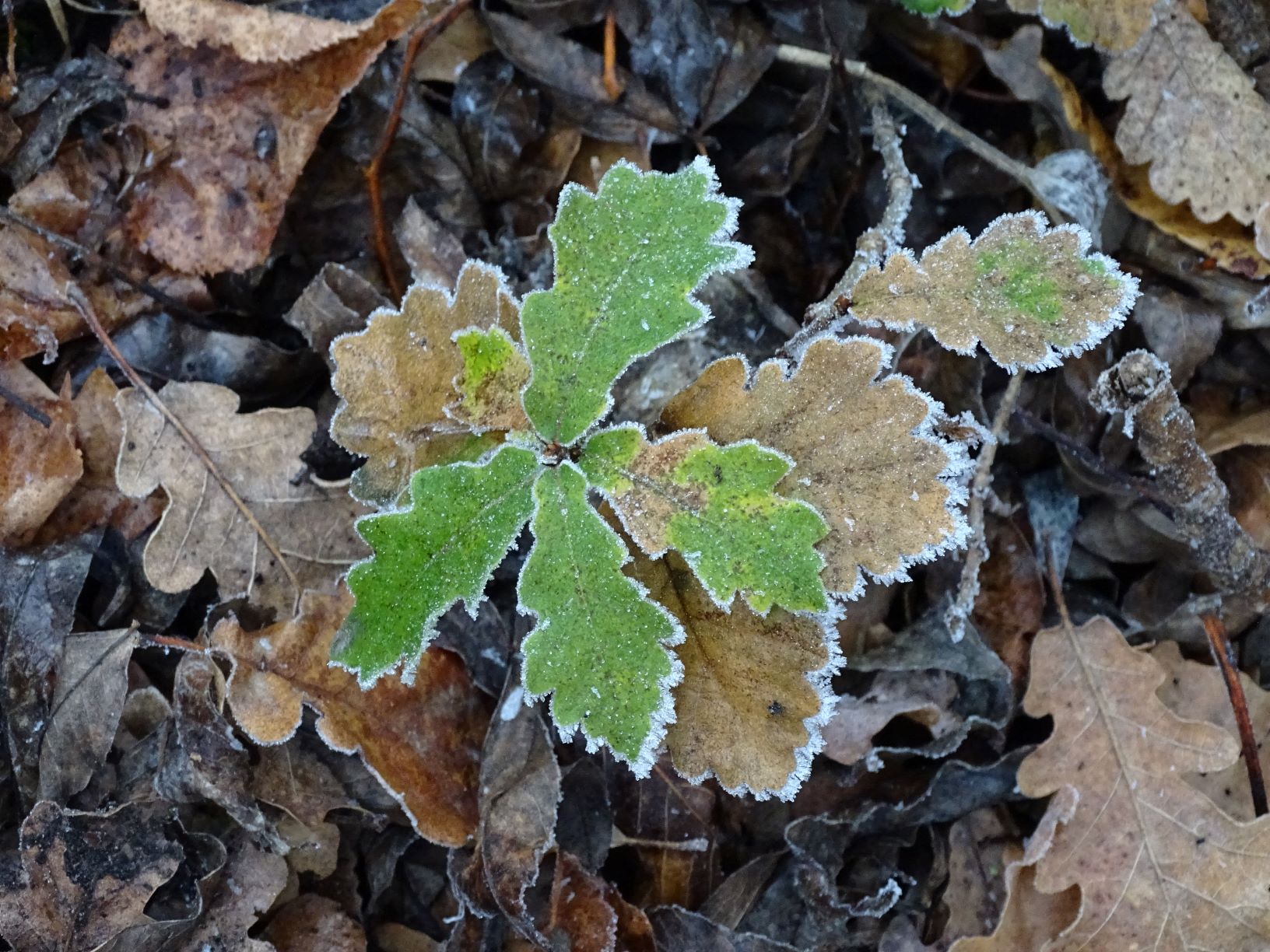 DSC07504-kopie.JPG
