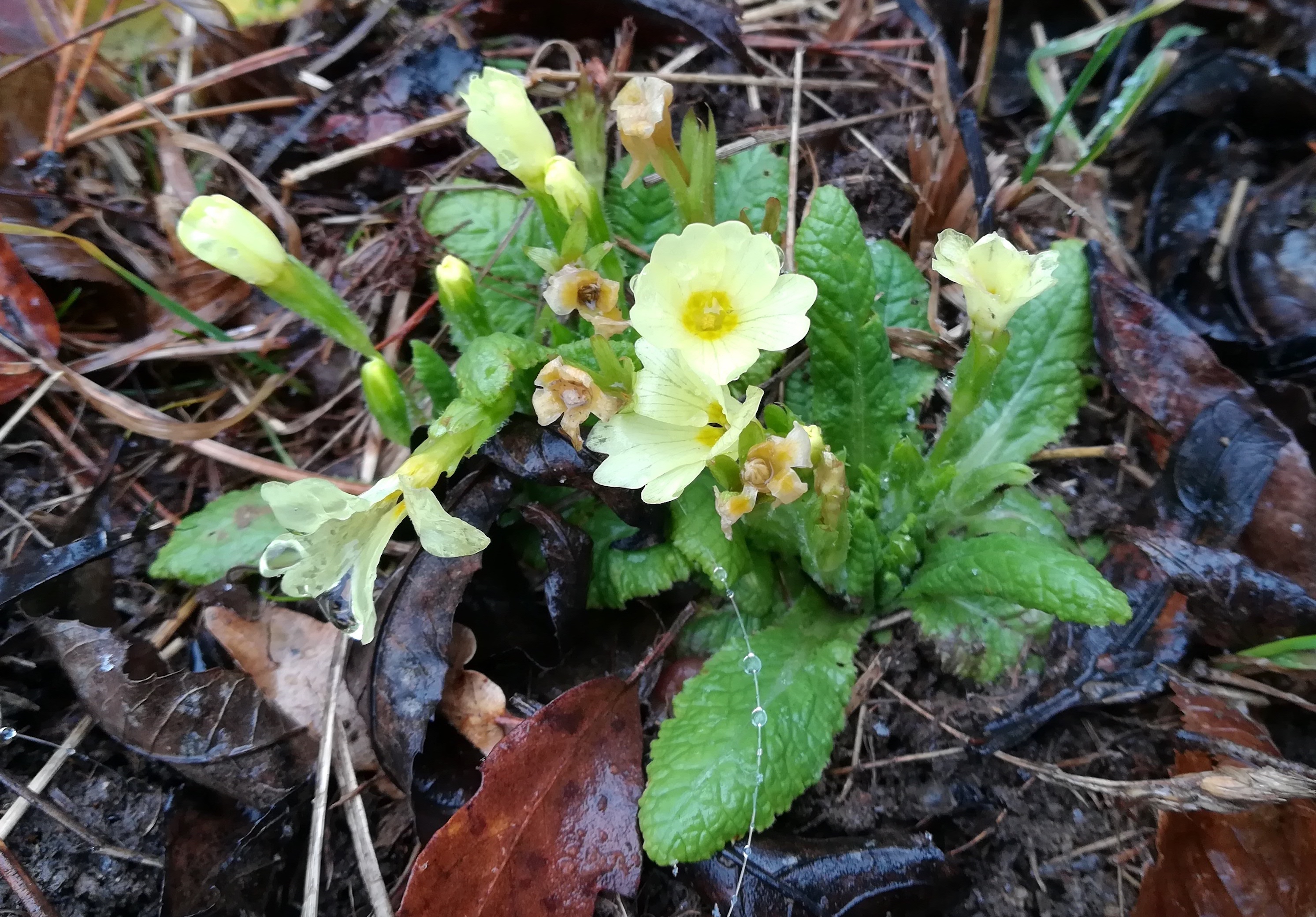 primula vulgaris gießhübl kuhheide_20200119_123802.jpg