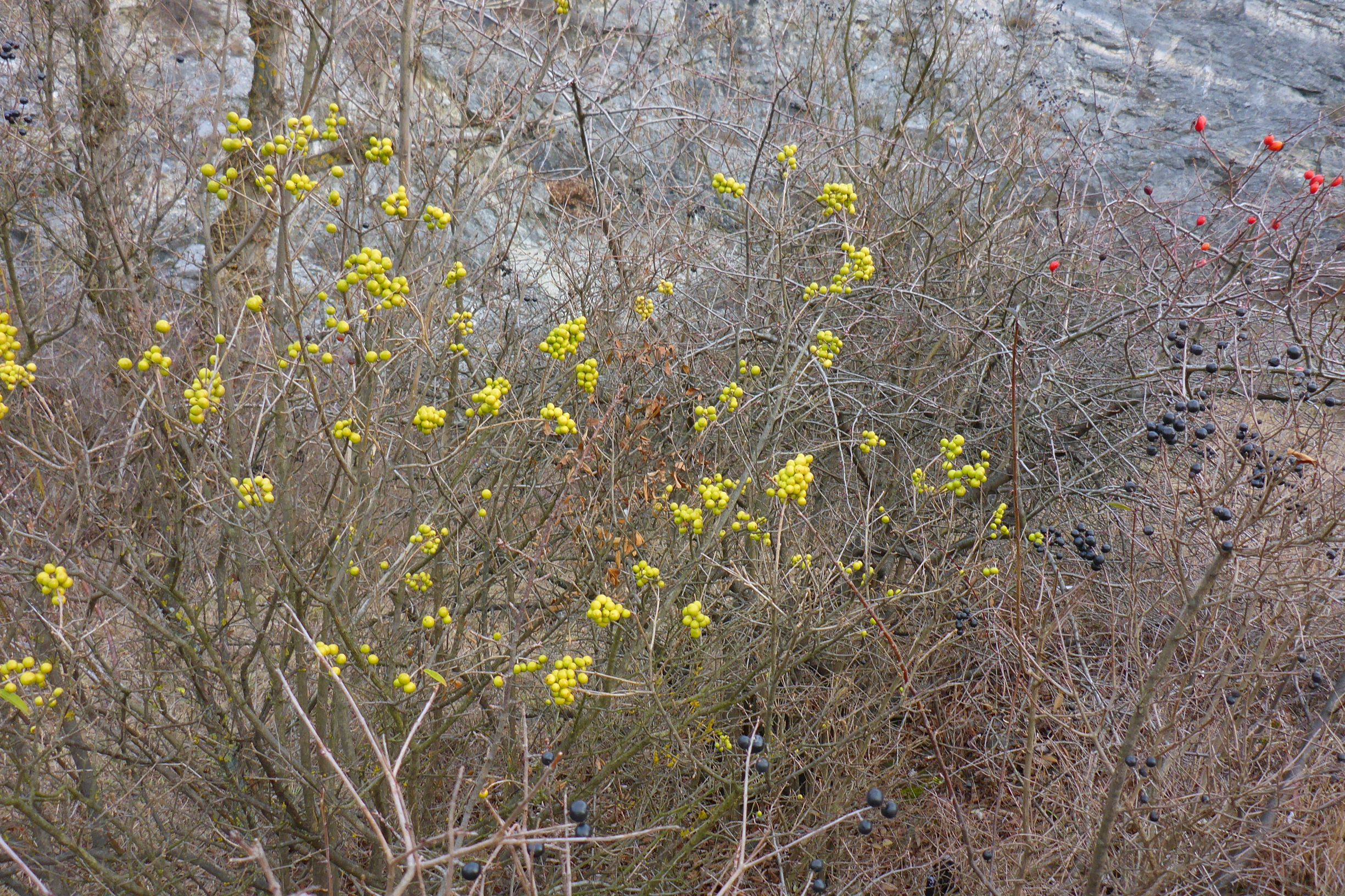 P1180071-kopie.JPG