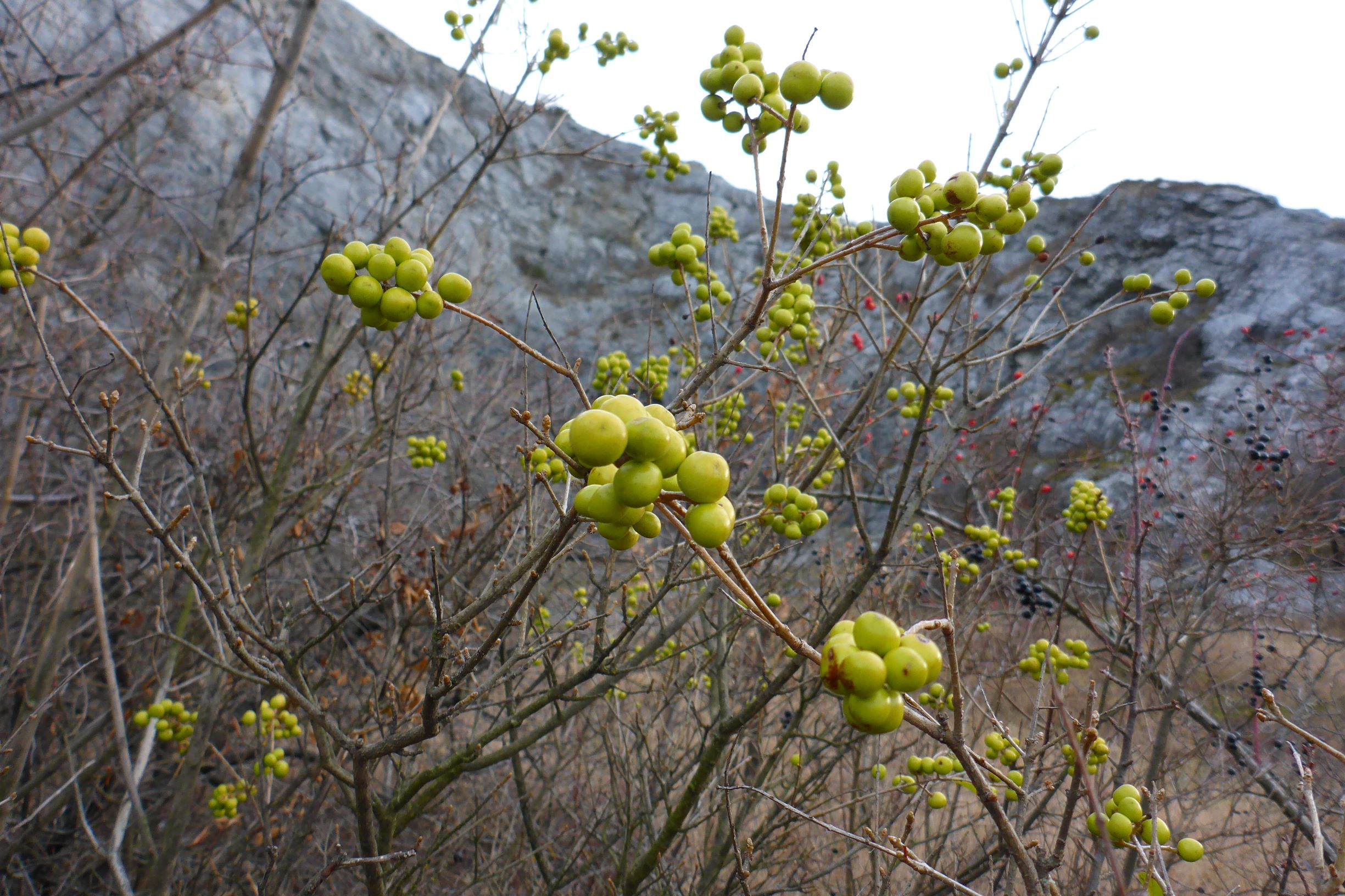 P1180073-kopie.JPG