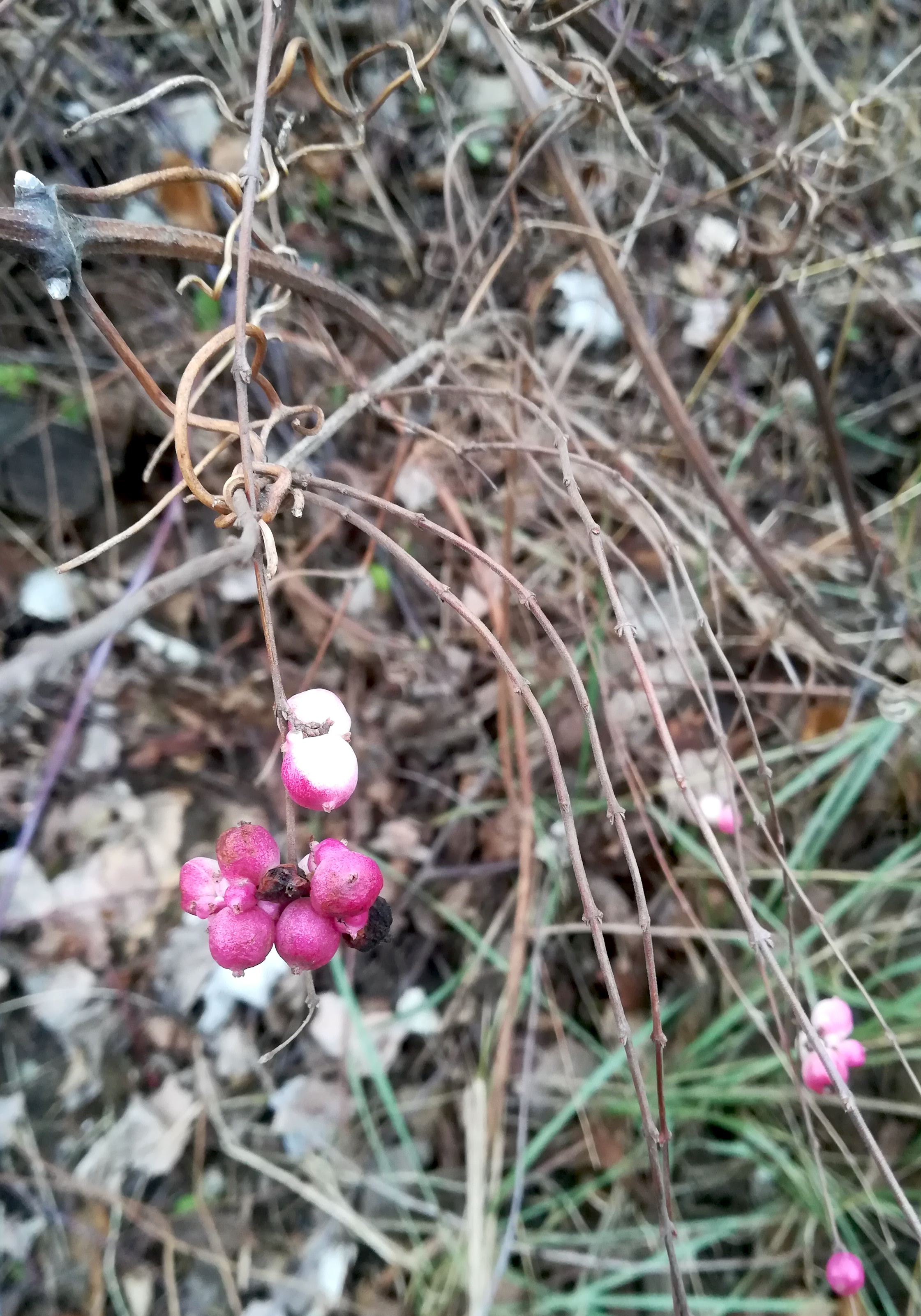 symphoricarpos cf. x chenaultii wienerberg grohnergasse_20200124_154145.jpg