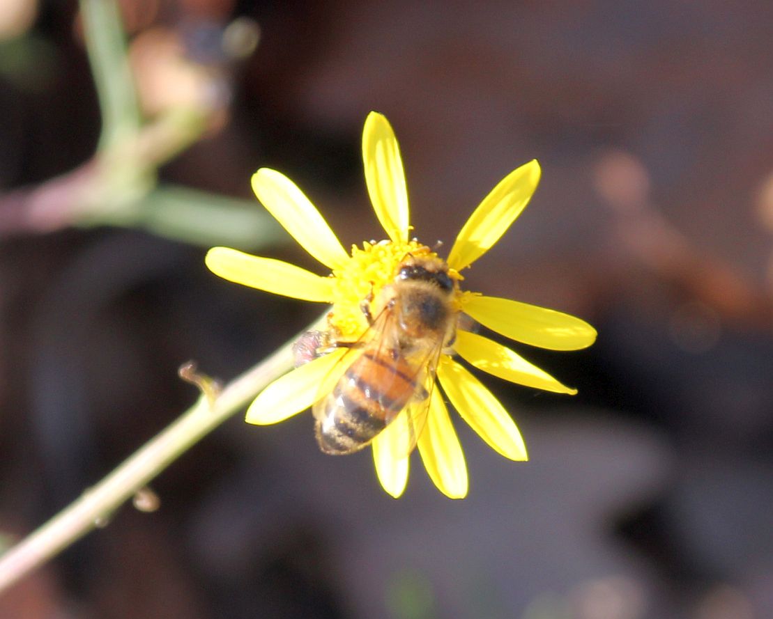 Senecio inaequidens Moellersdorf_20200201_51.jpg