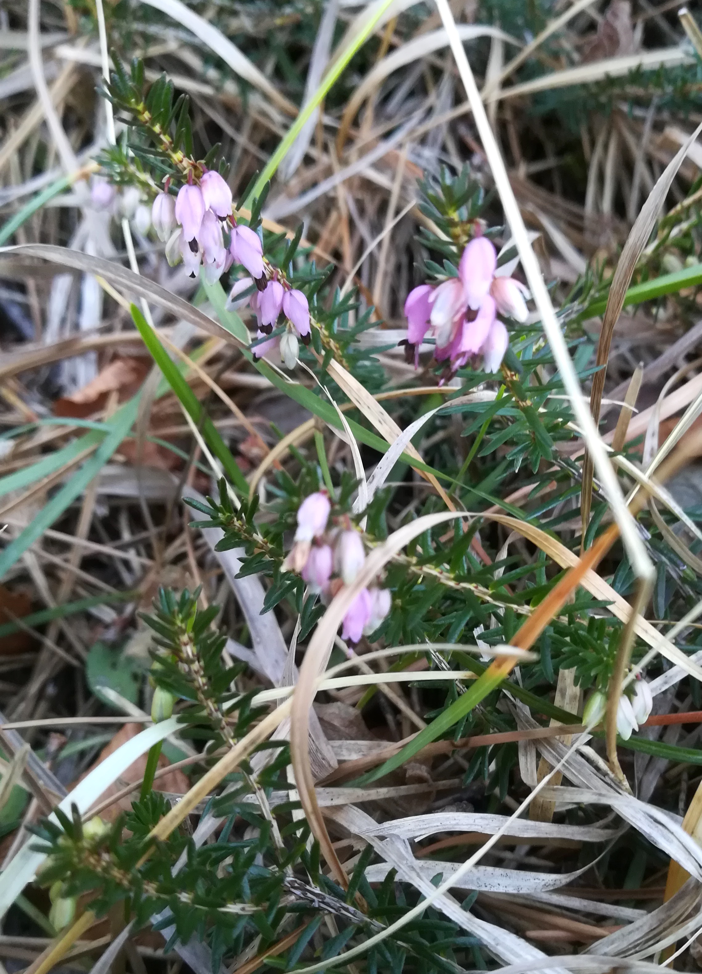 erica carnea saurüssel südseite payerbach_20200201_095306.jpg