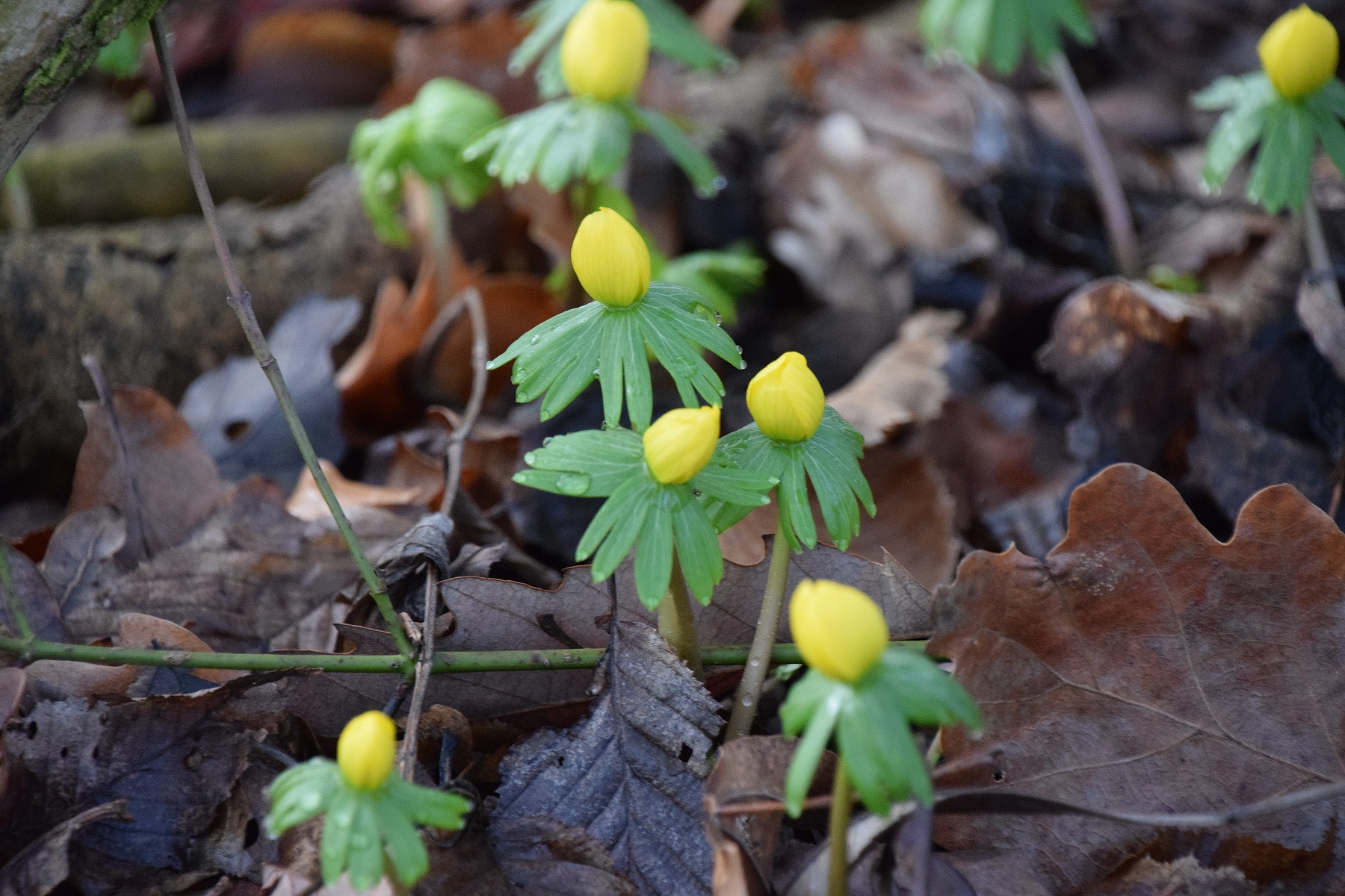 Wegbeginn zum Golfplatz -15022020-(2) - Eranthis hyemalis - Winterling.JPG