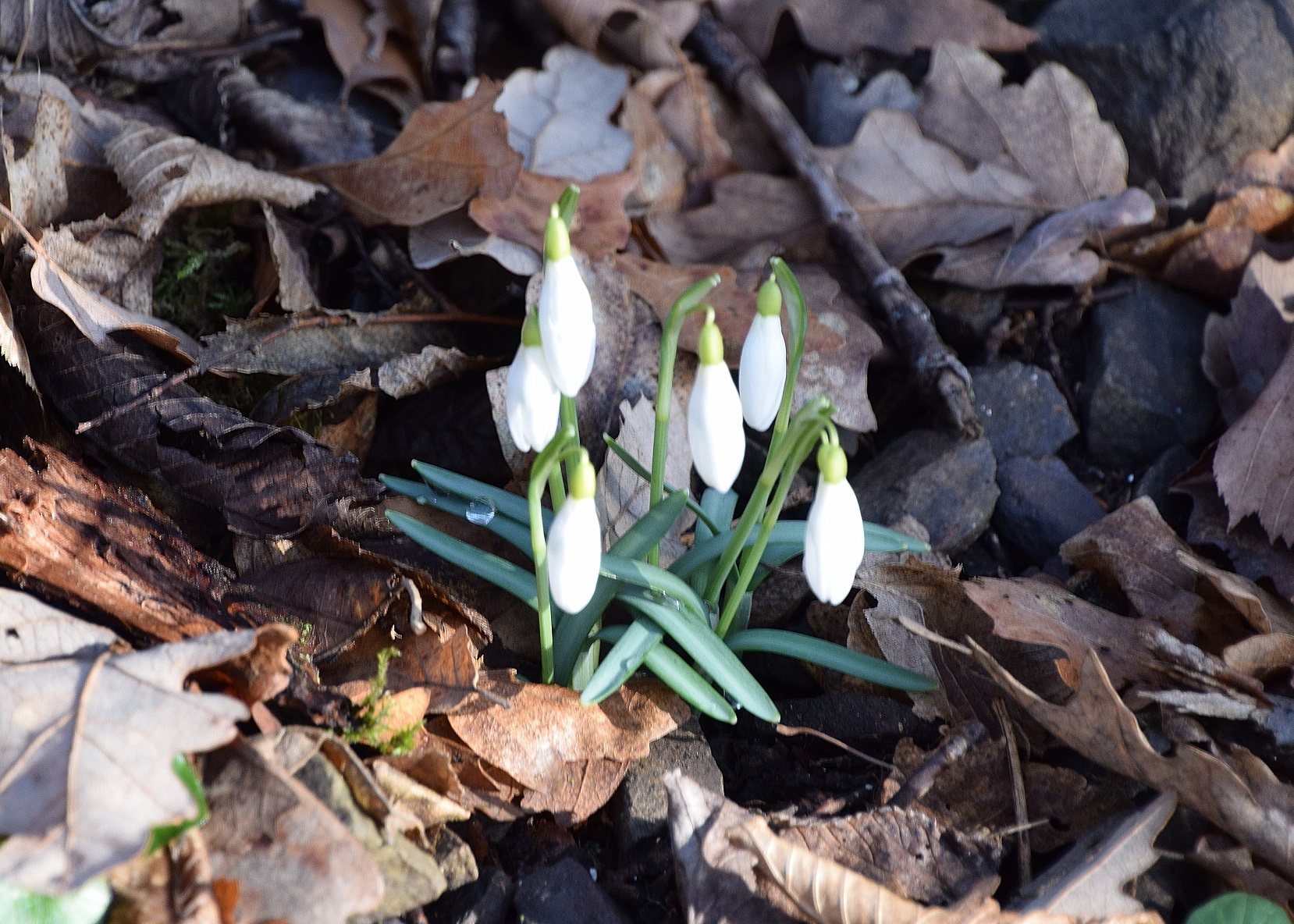 Festenberg-15022020-(26) - Weg T - Galanthus nivalis - Schneeglöckchen.JPG