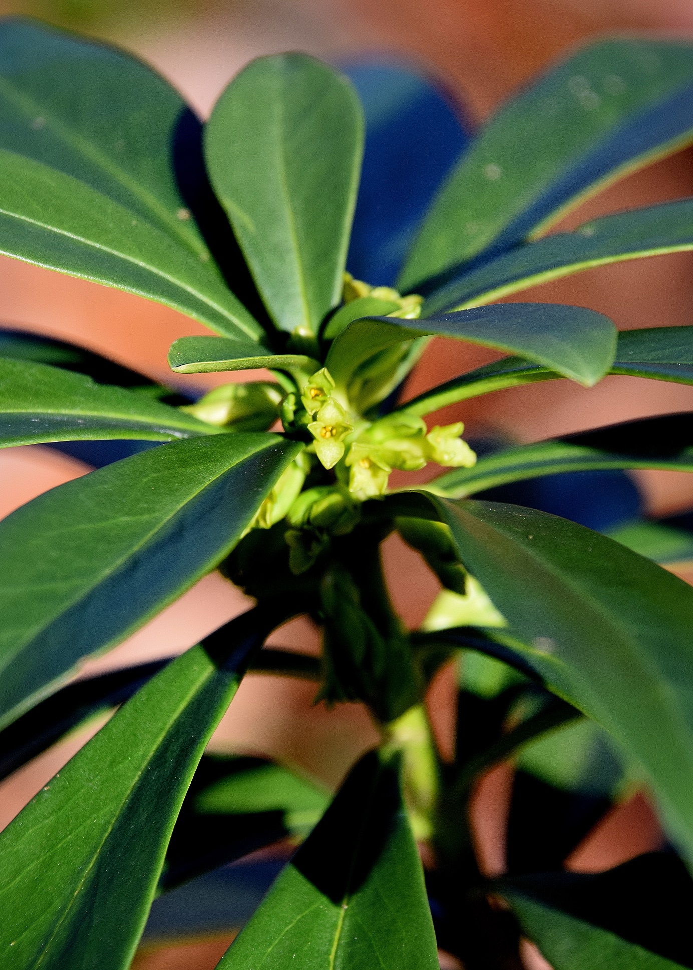 Festenberg-15022020-(31) - Weg V - Daphne laureola - Lorbeer-Seidelbast.JPG