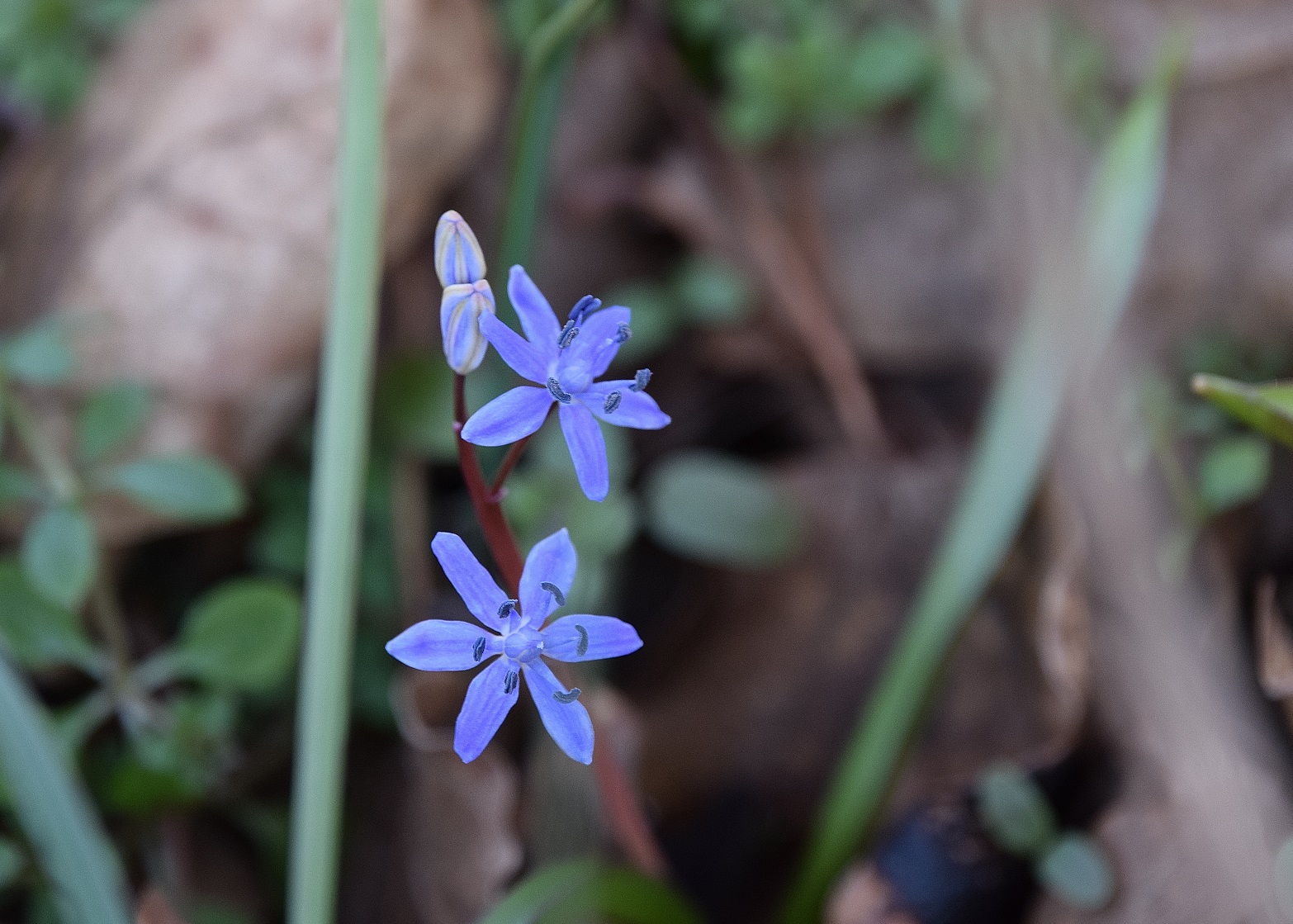 Roter Stadl-15022020-(2) - Liesingbachböschung - Scilla  vindobonensis - Wien Blaustern.JPG