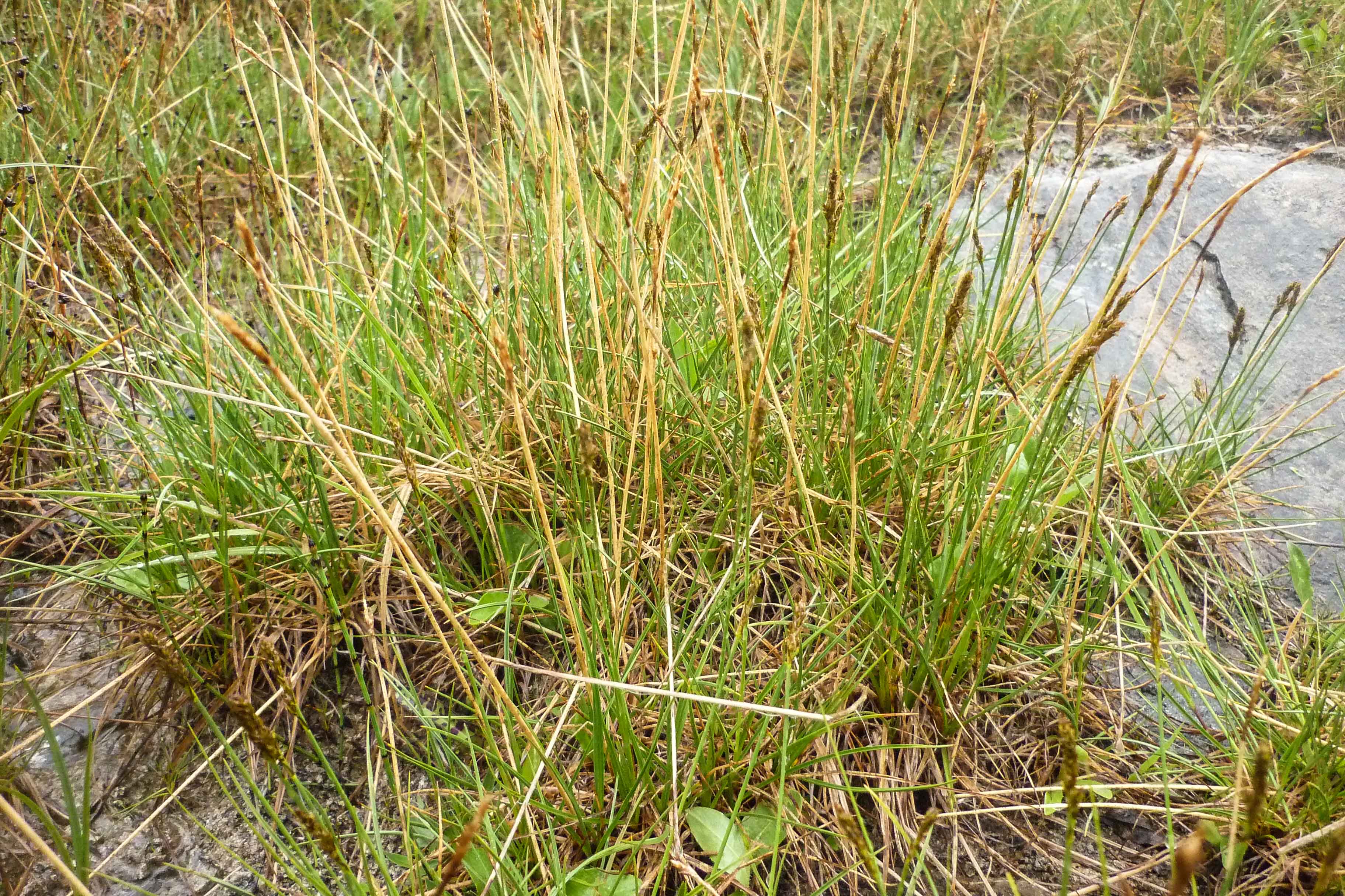 P1090027.jpg