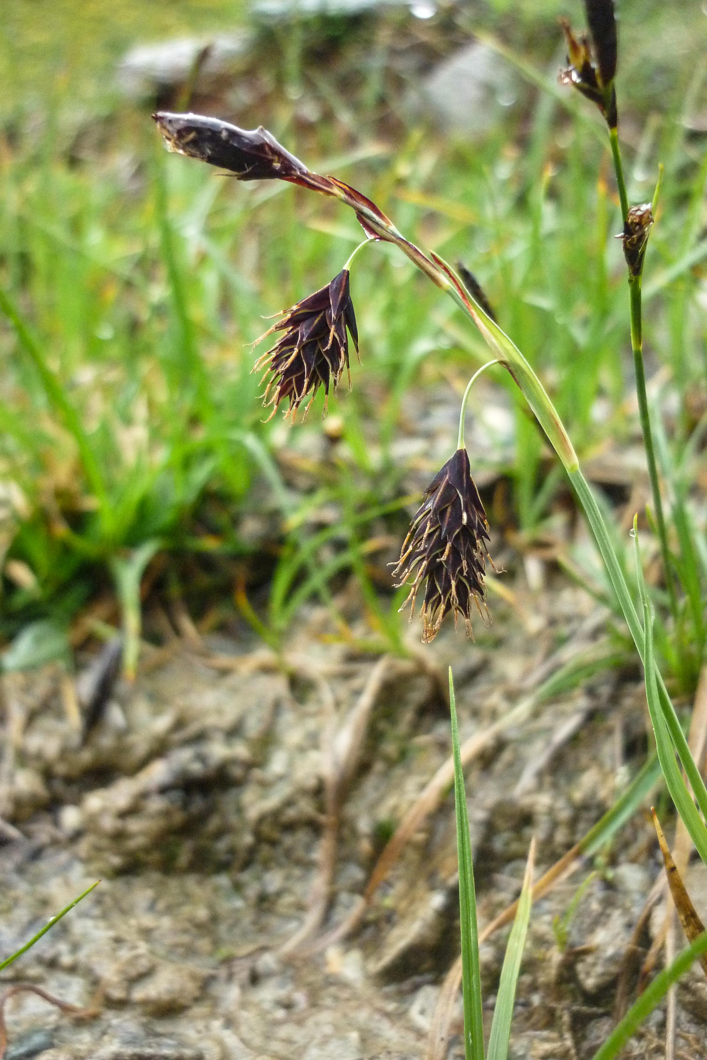 P1090016.jpg