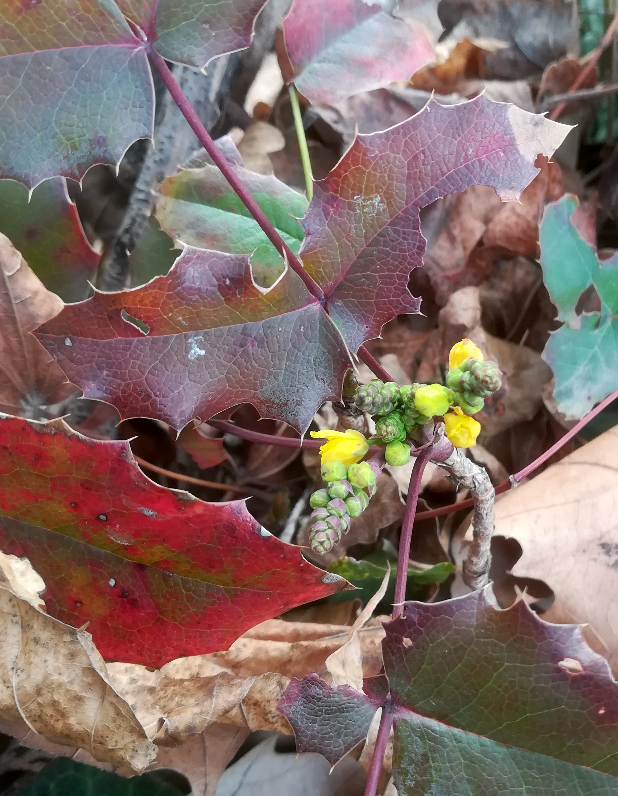 mahonia aquilegifolia um schloss neugebäude.jpg