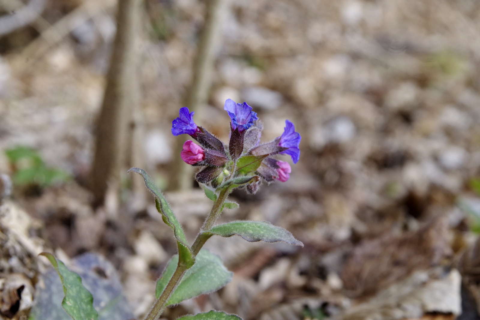 pulmonaria officinalis_kesselfall.jpg