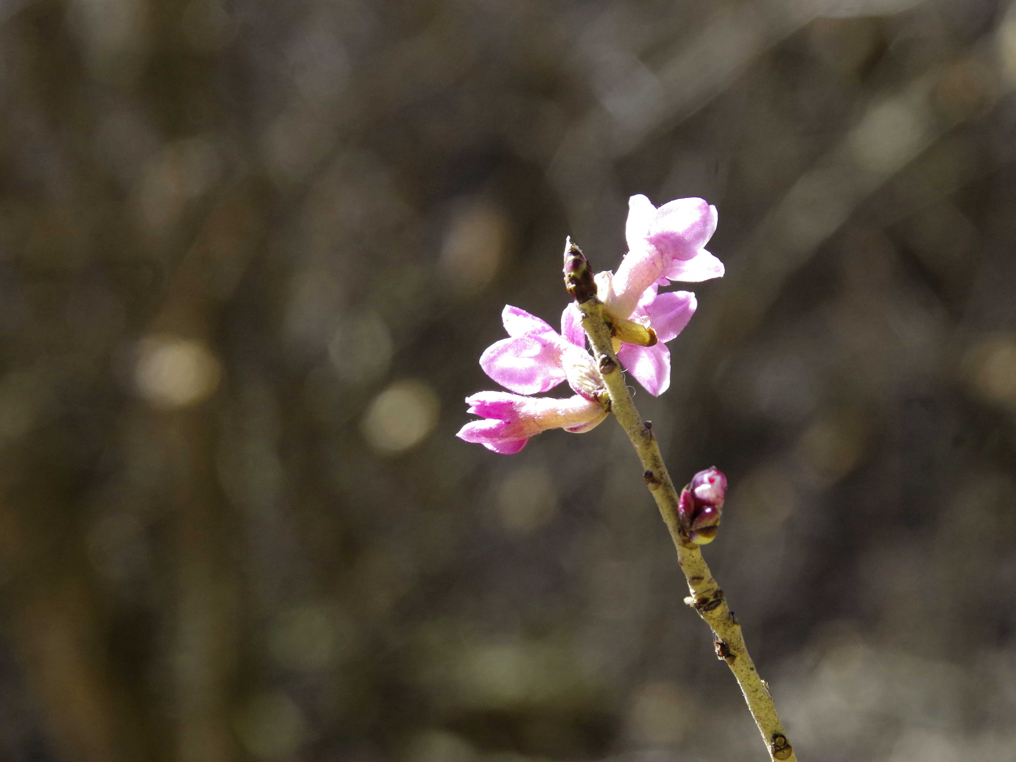 daphne mezereum_kesselfall.JPG