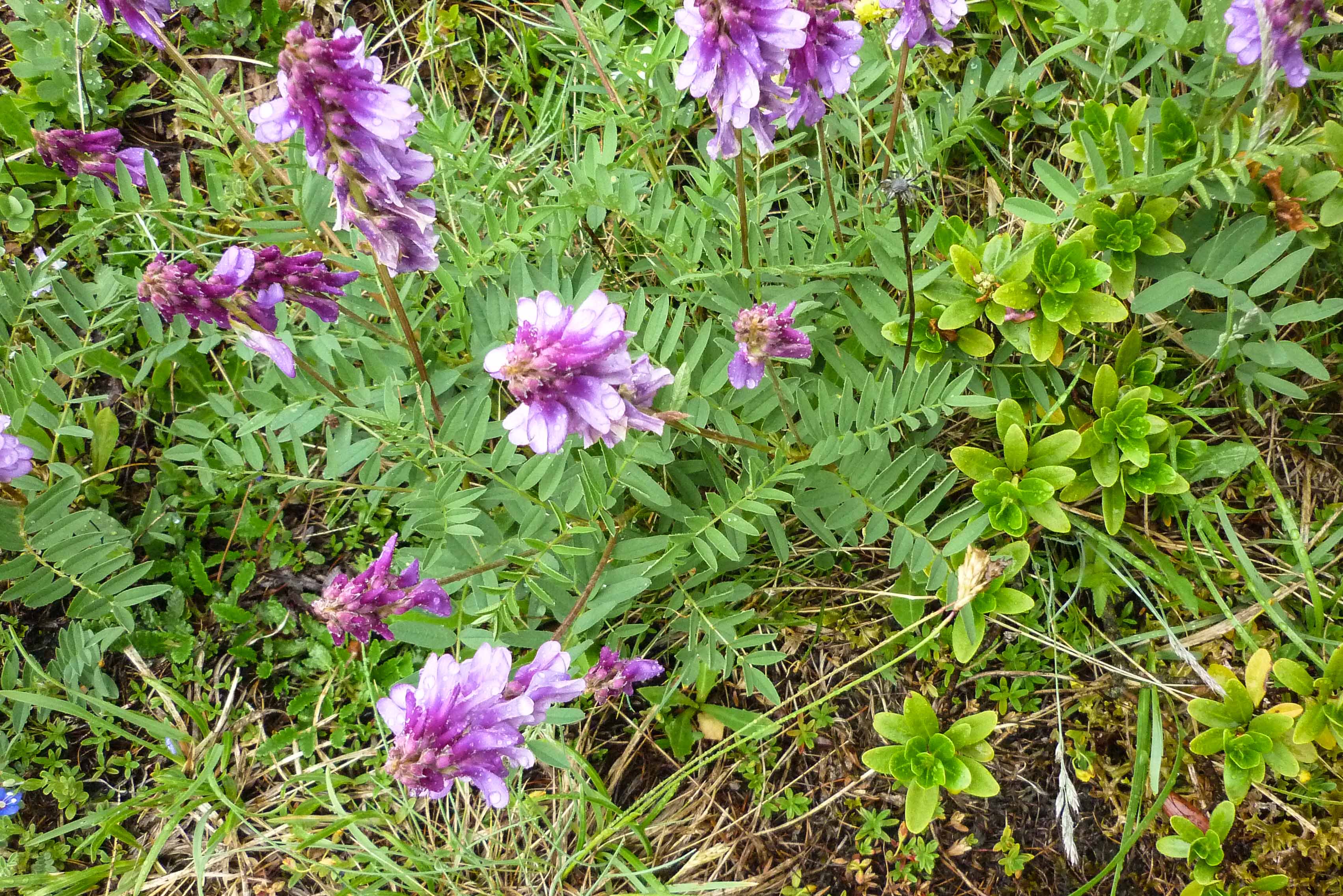 P1090025.jpg