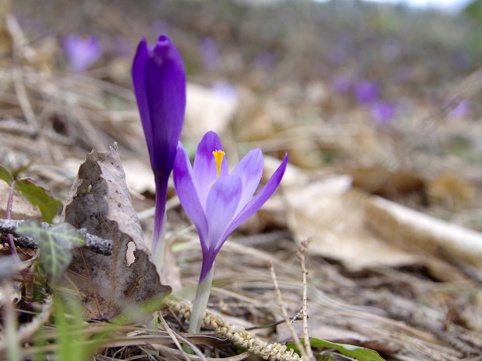 crocus_exiguus1_stainzerkogel.jpg