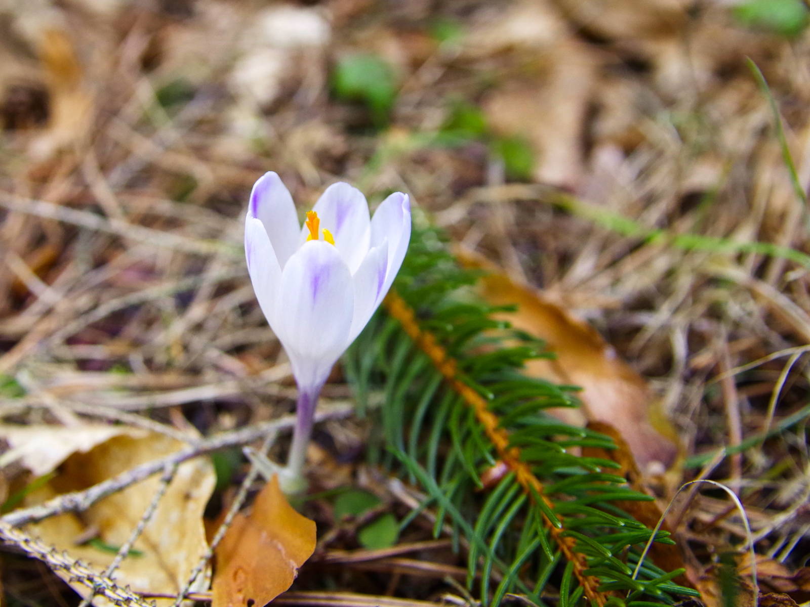 crocus_exiguus_stainzerkogel.jpg