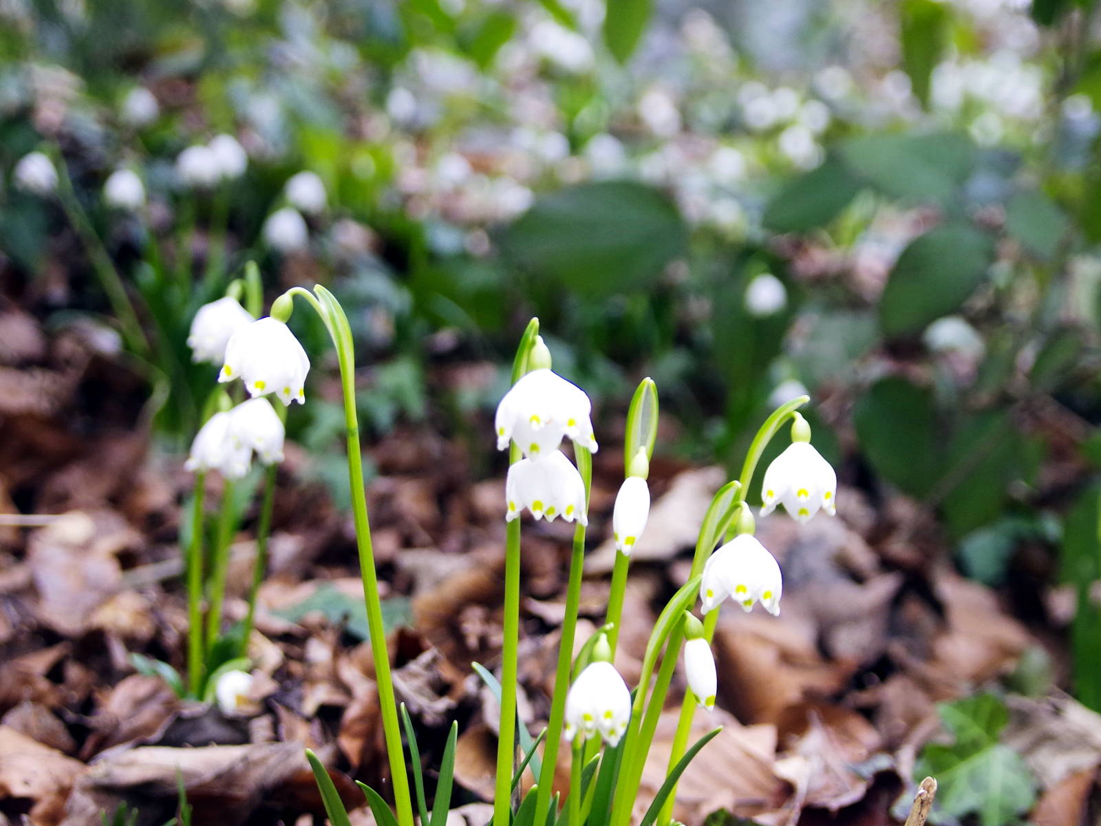 leucojum vernum_lethkogel.jpg