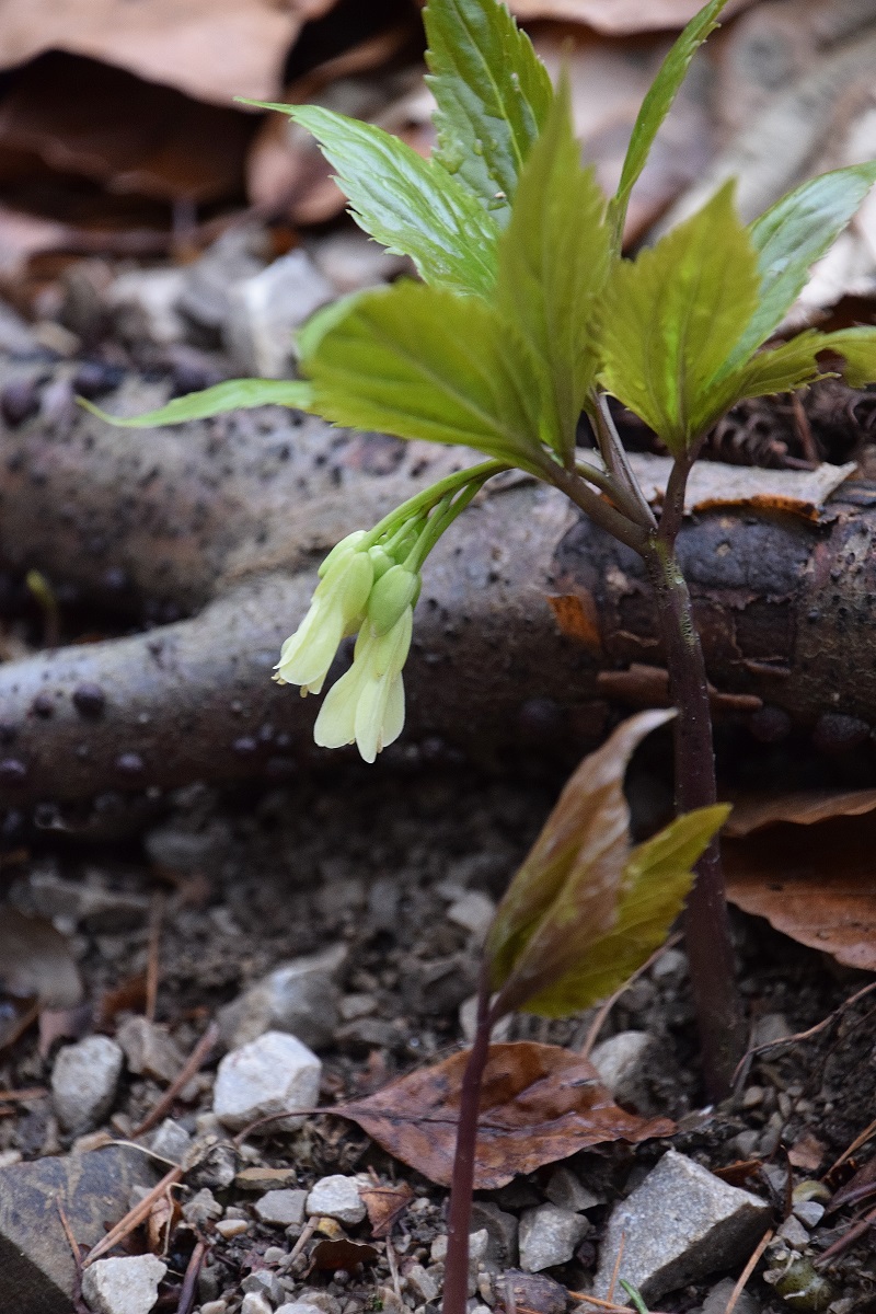 Festenberg-28022020-(5) - Weg W2 - Cardamine enneaphyllos-Neunblatt Zahnwurz.JPG