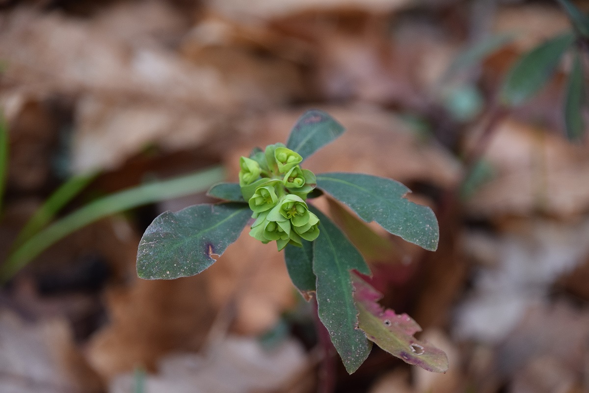 Festenberg-28022020-(17) - Weg T - Euphorbia amygdaloides - Mandel-Wolfsmilch.JPG