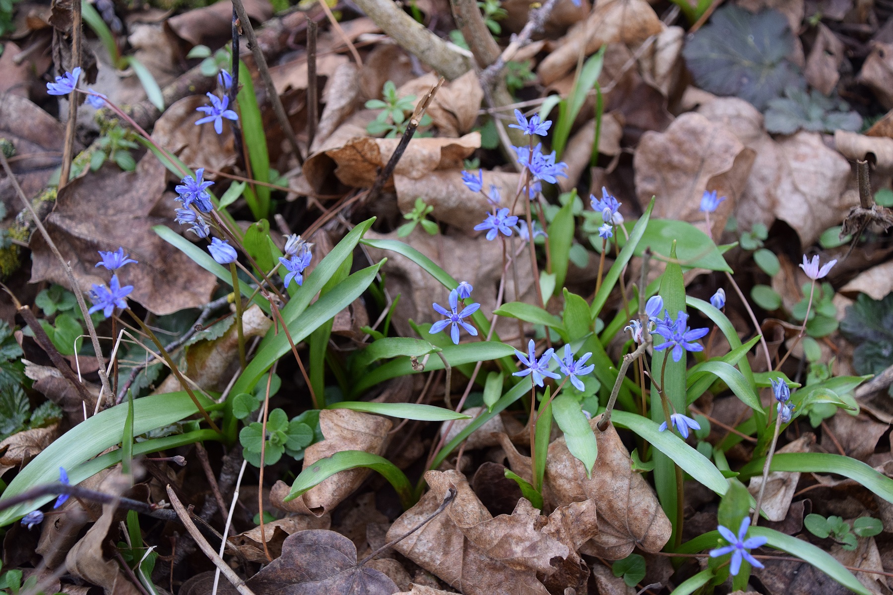 Bft-Roter Stadl-29022020-(5) - Scilla vindobonensis - Wien-Blaustern.JPG