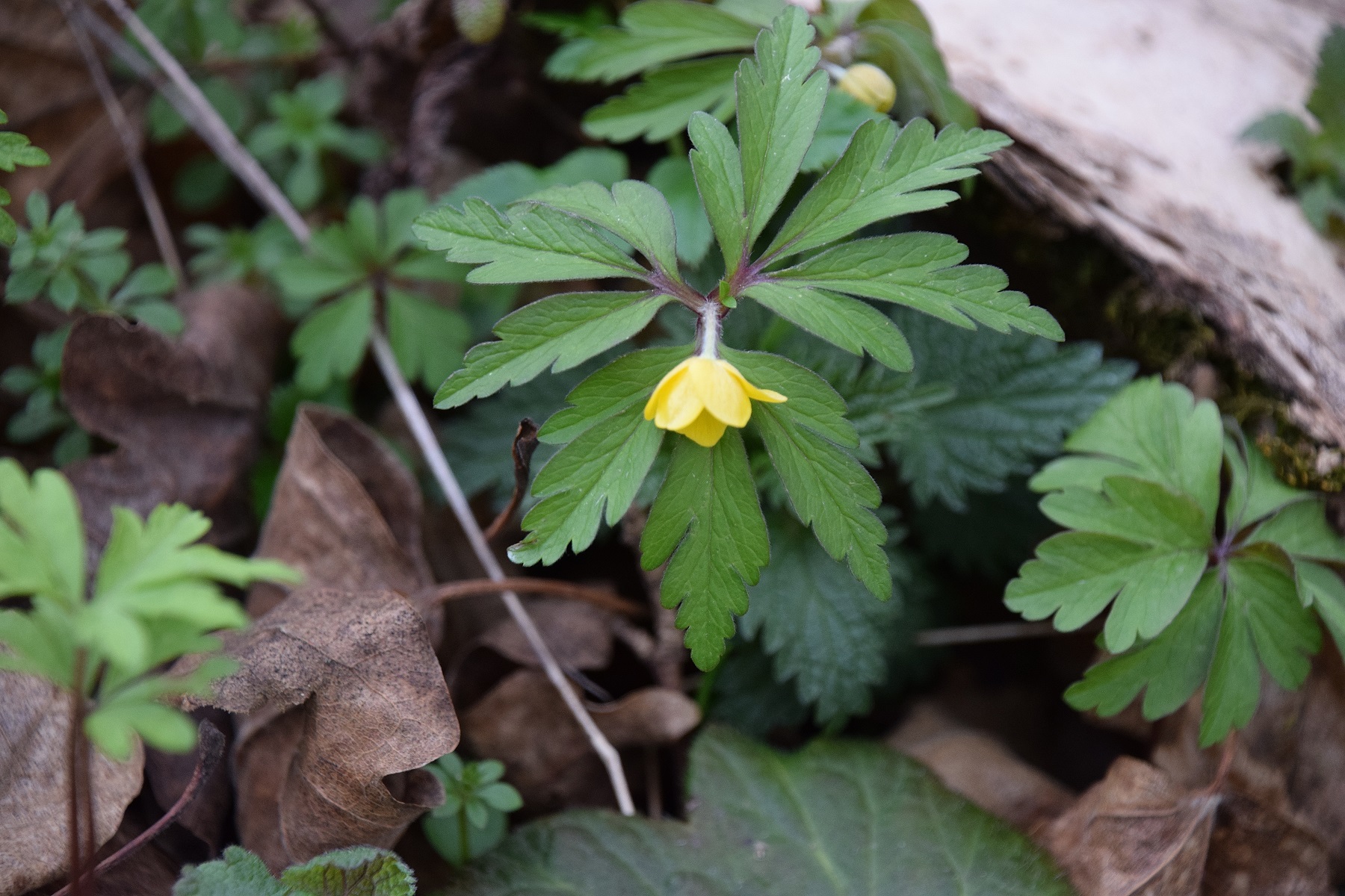 Bft-Roter Stadl-29022020-(4) - Anemone ranunculoides - Gelb-Windröschen.JPG