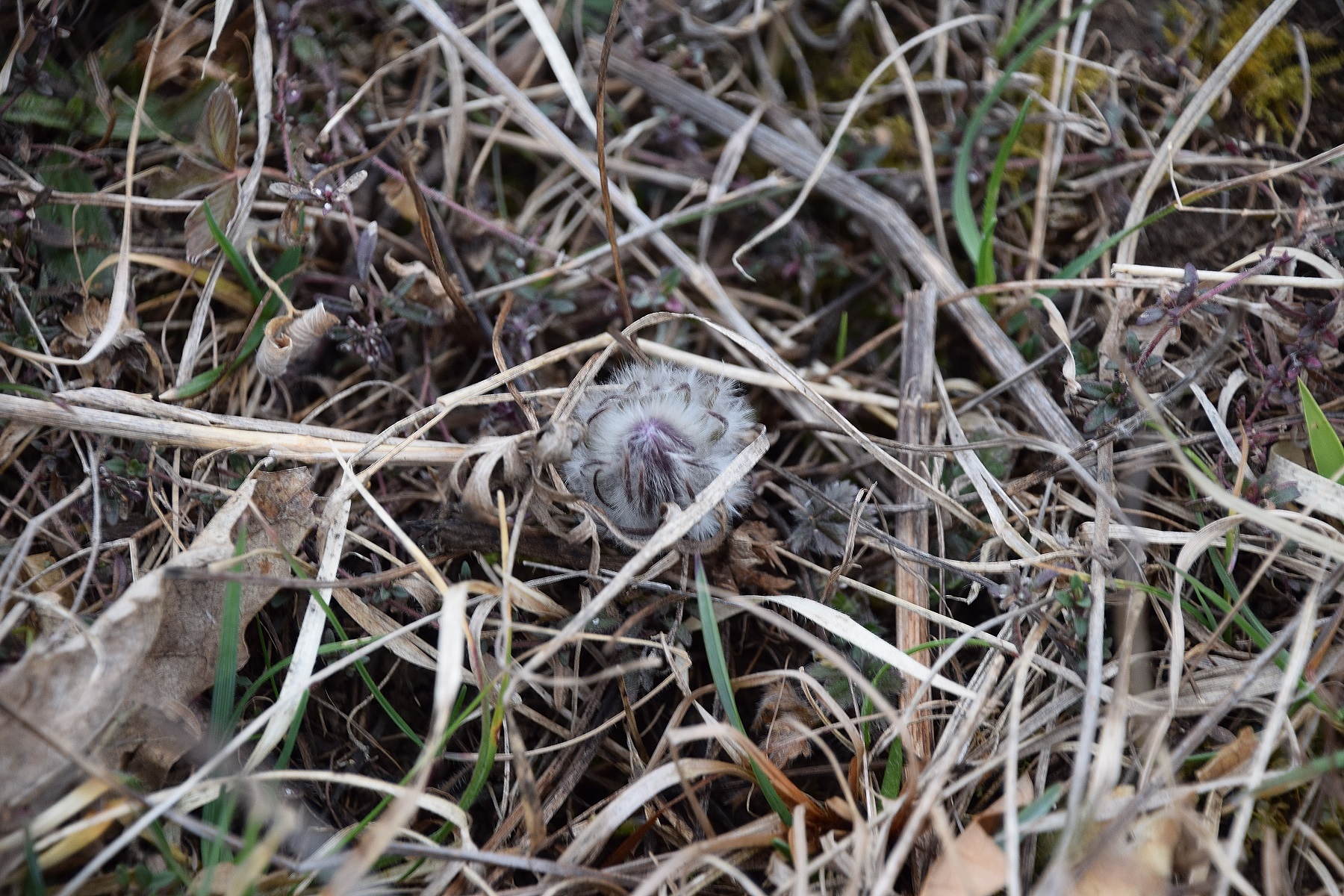 Kaltenleutgeben-Emmelwiese-29022020-(1) - Pulsatilla grandis - Groß-Küchenschelle.JPG