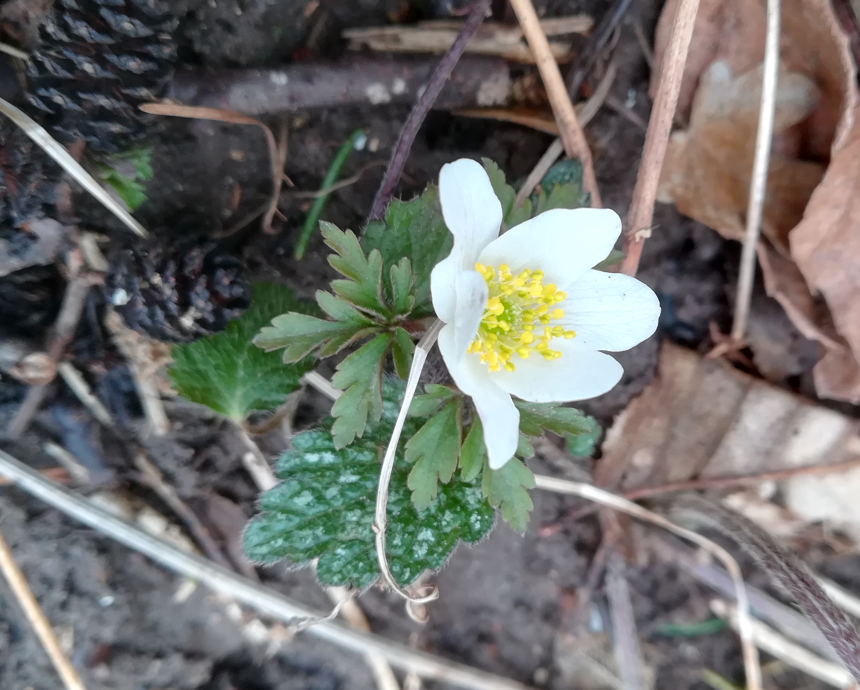 anemone nemorosa ND feuchtwiese N großer bodenberg heiligenkreuz wienerwald_20200301_105247.jpg