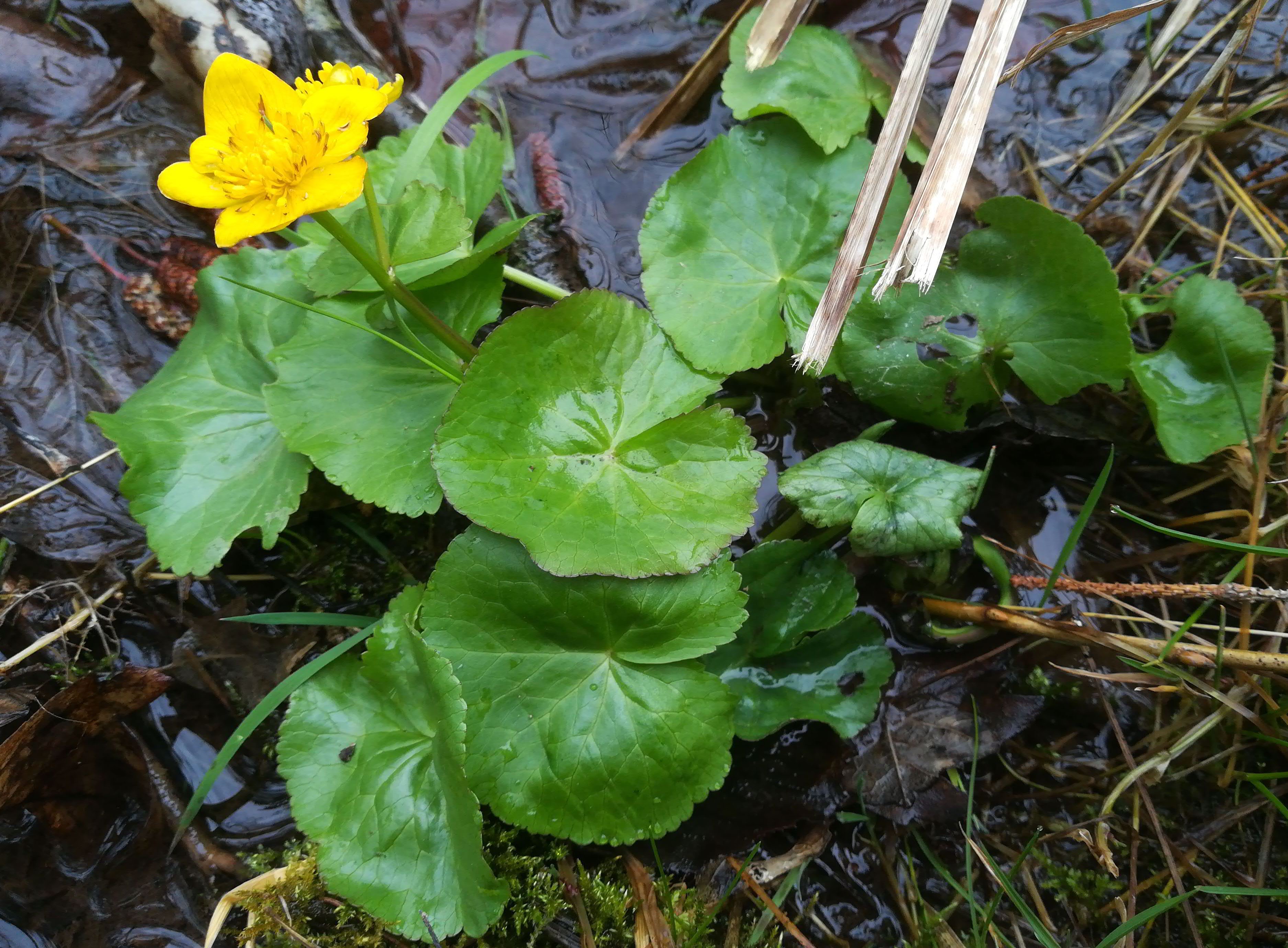 caltha palustris ND feuchtwiese N großer bodenbergheiligenkreuz wienerwald_20200301_104245.jpg