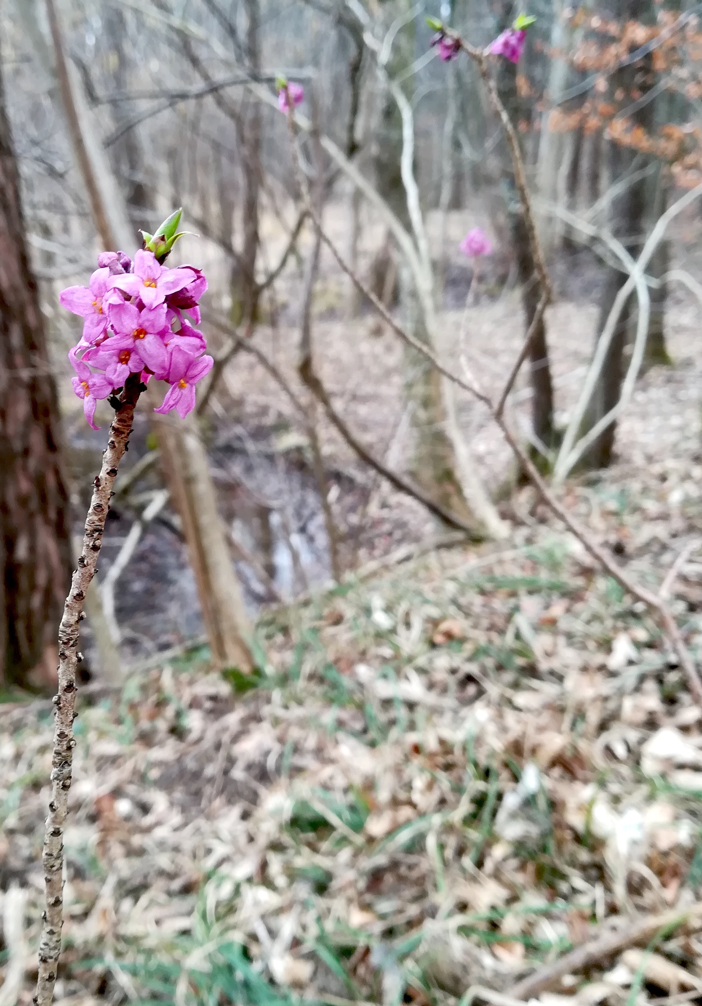 daphne mezereum ND feuchtwiese N großer bodenberg heiligenkreuz wienerwald_20200301_103641.jpg